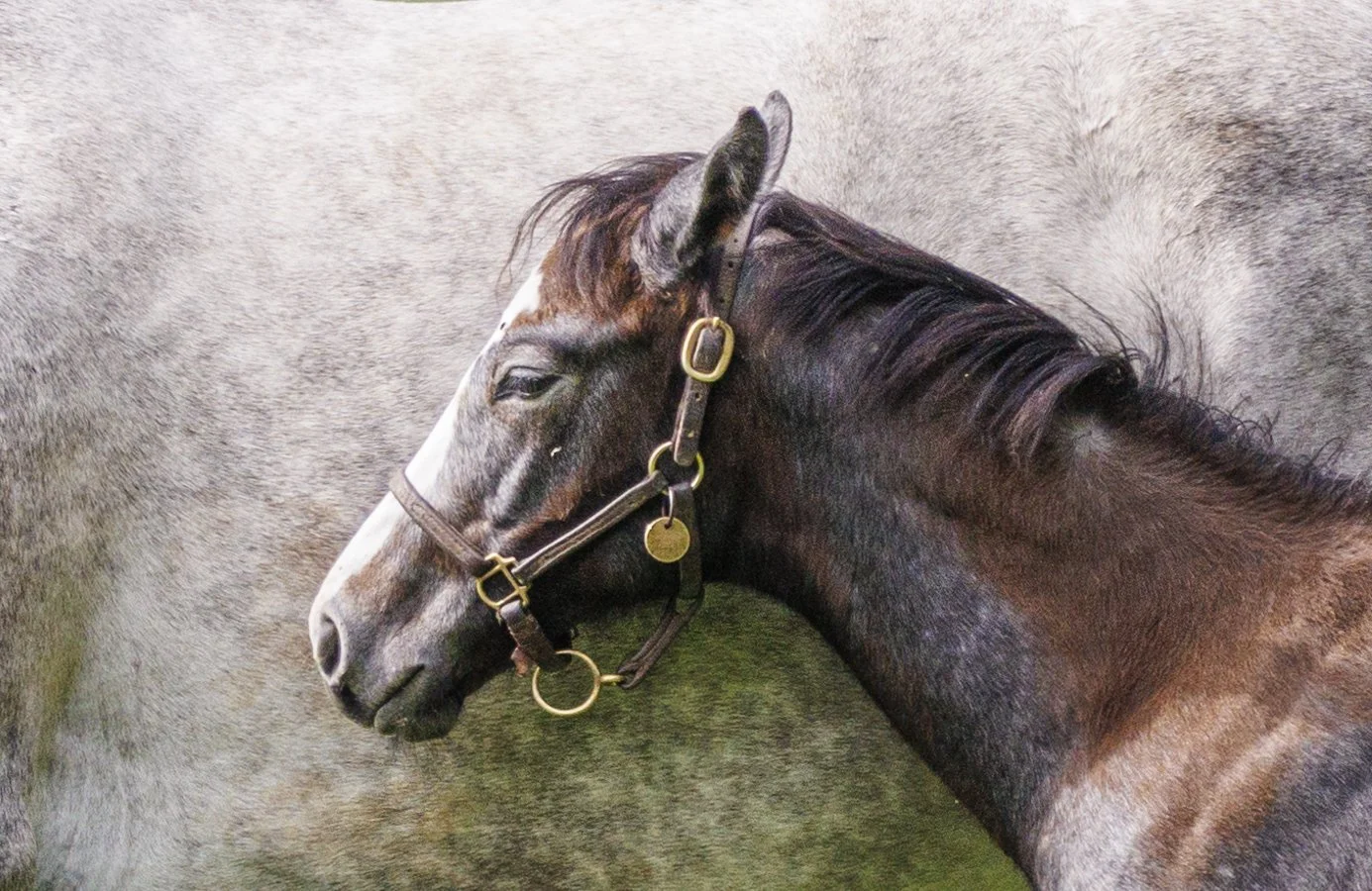 Mares and Foals Close Up-5291.jpg