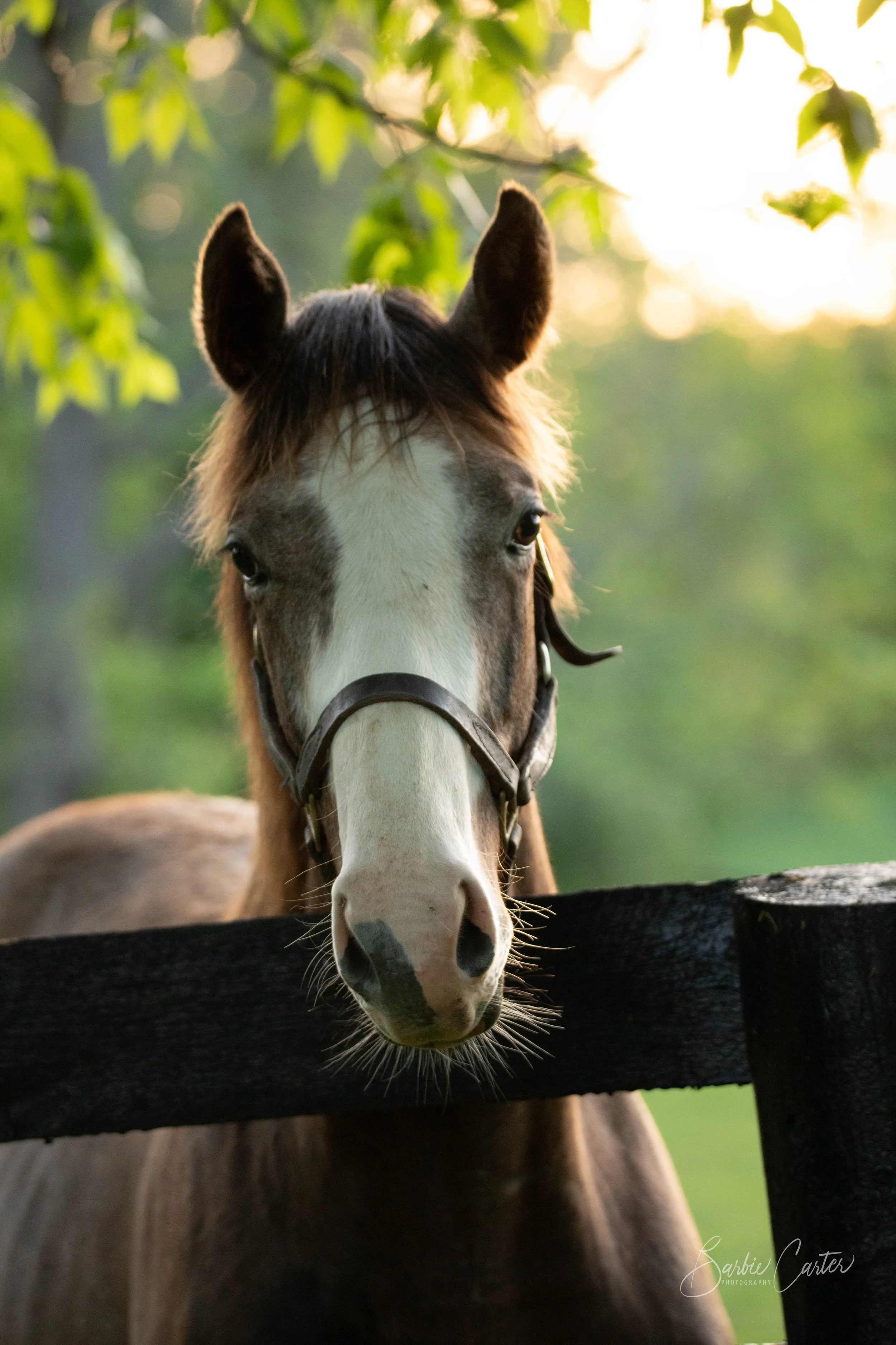 Horses-9421.jpg