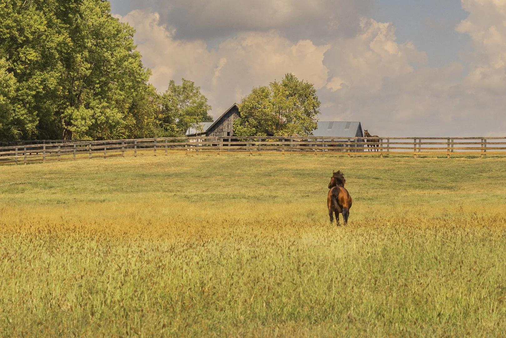 Horses 2-5033.jpg