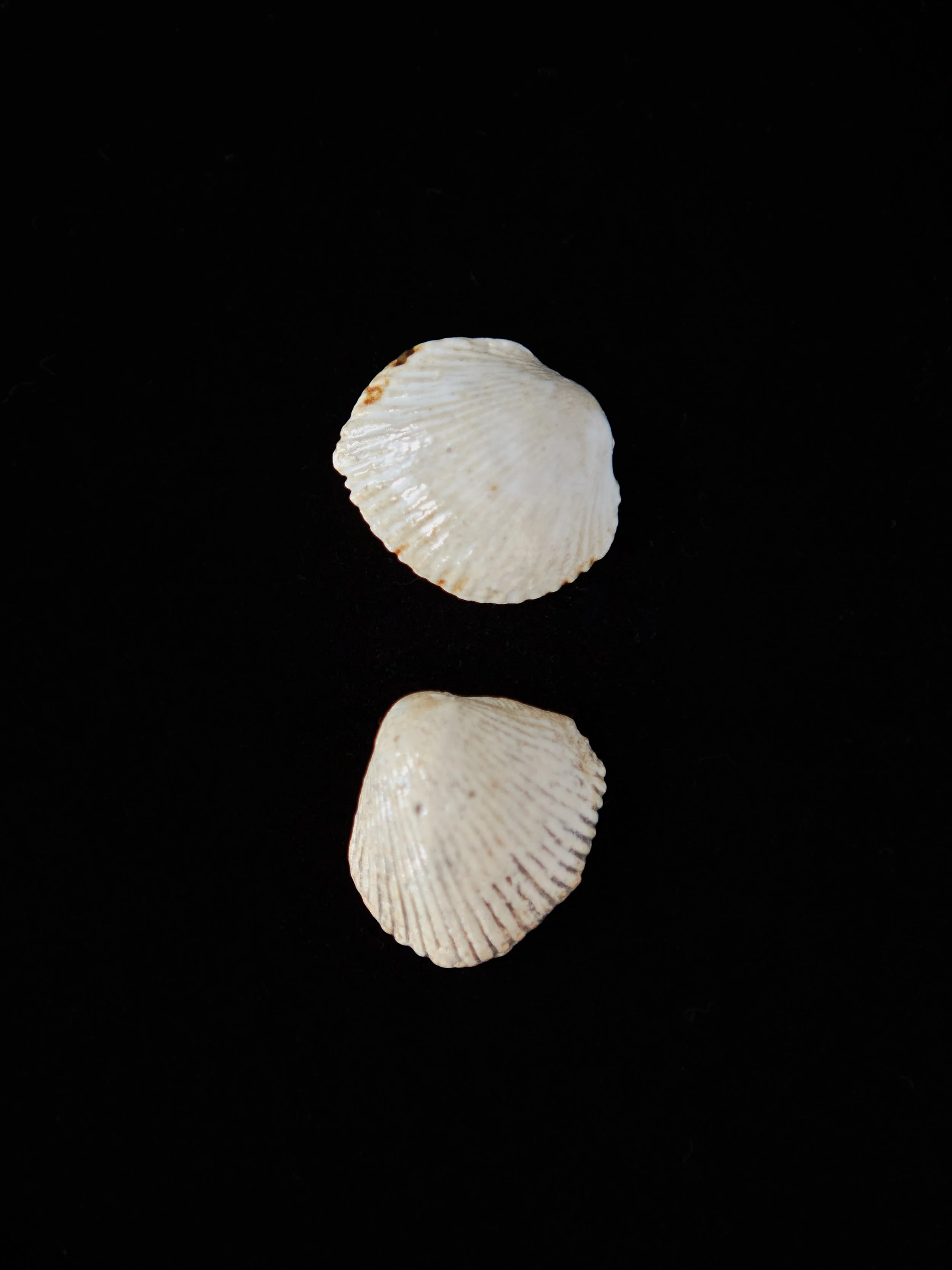 MudBunny_Shells_48.jpg