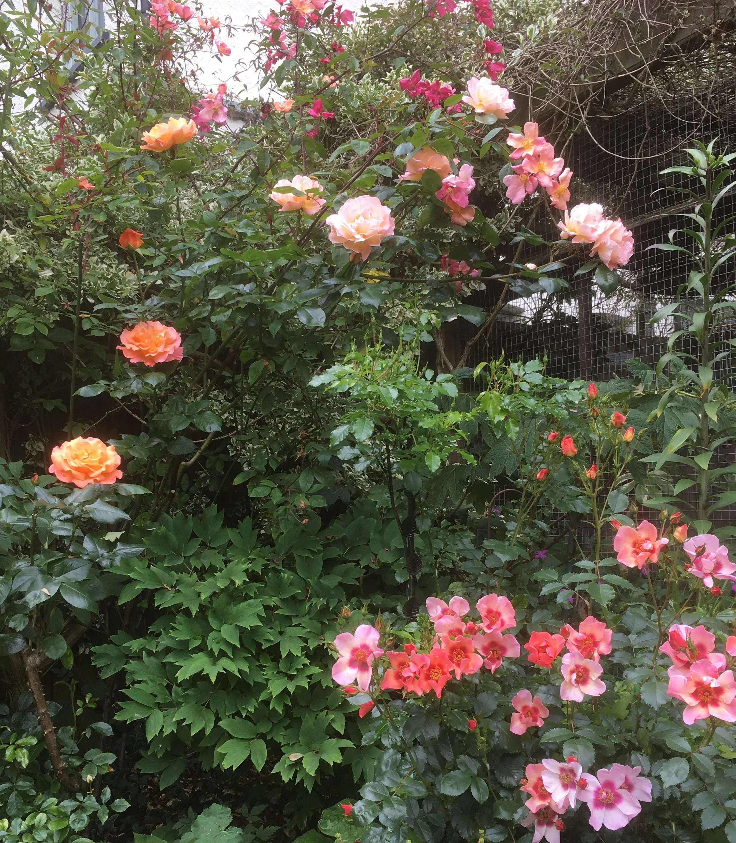 Week ending 21 June. Lovely peachy roses, all shades from wine to cream tones. Delicious!