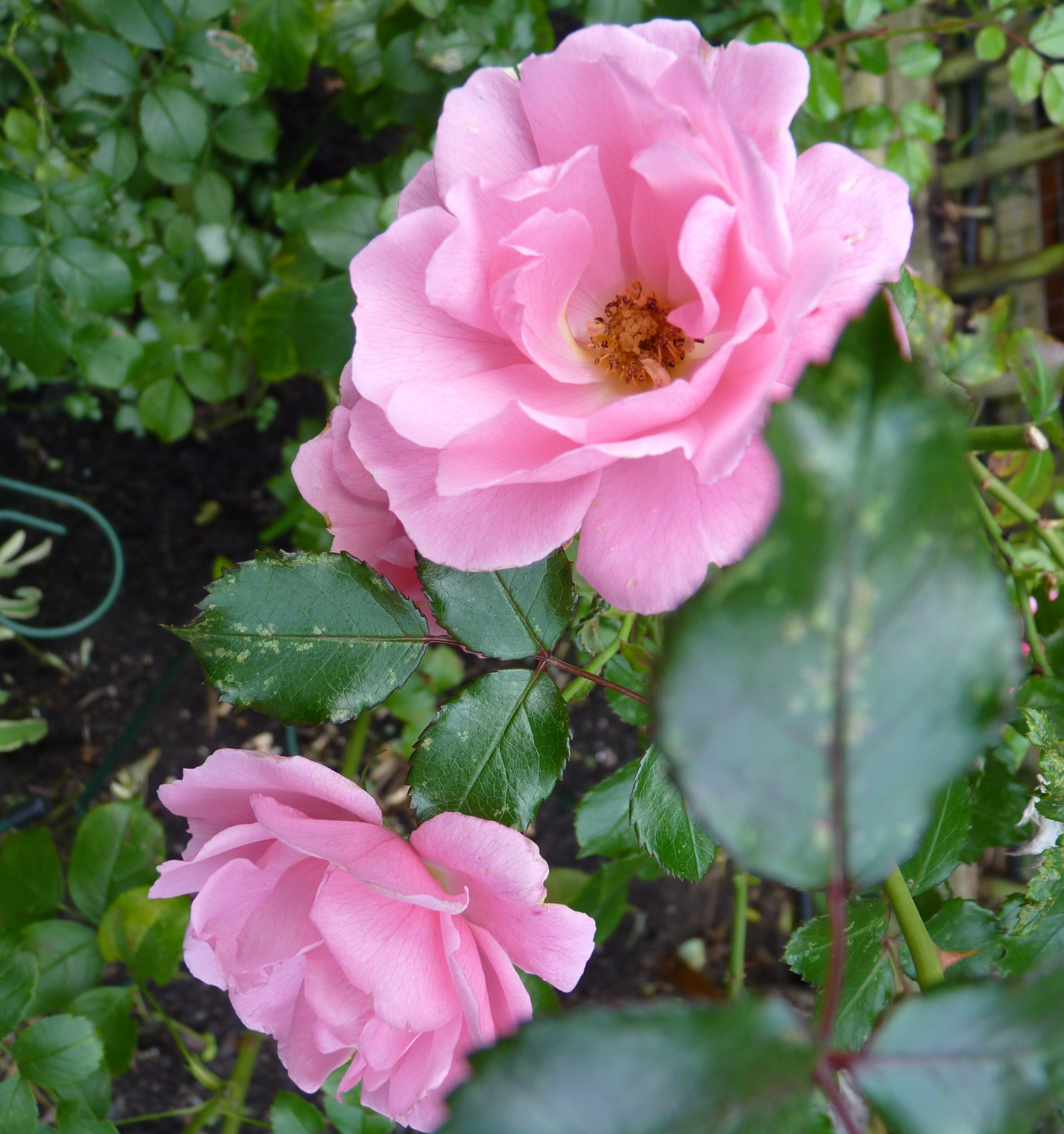 To end the year, here is rosa Flower Carpet Oxfordshire which my late brother gifted me as a housewarming present in 1997. It flowers on and off right through until new year.