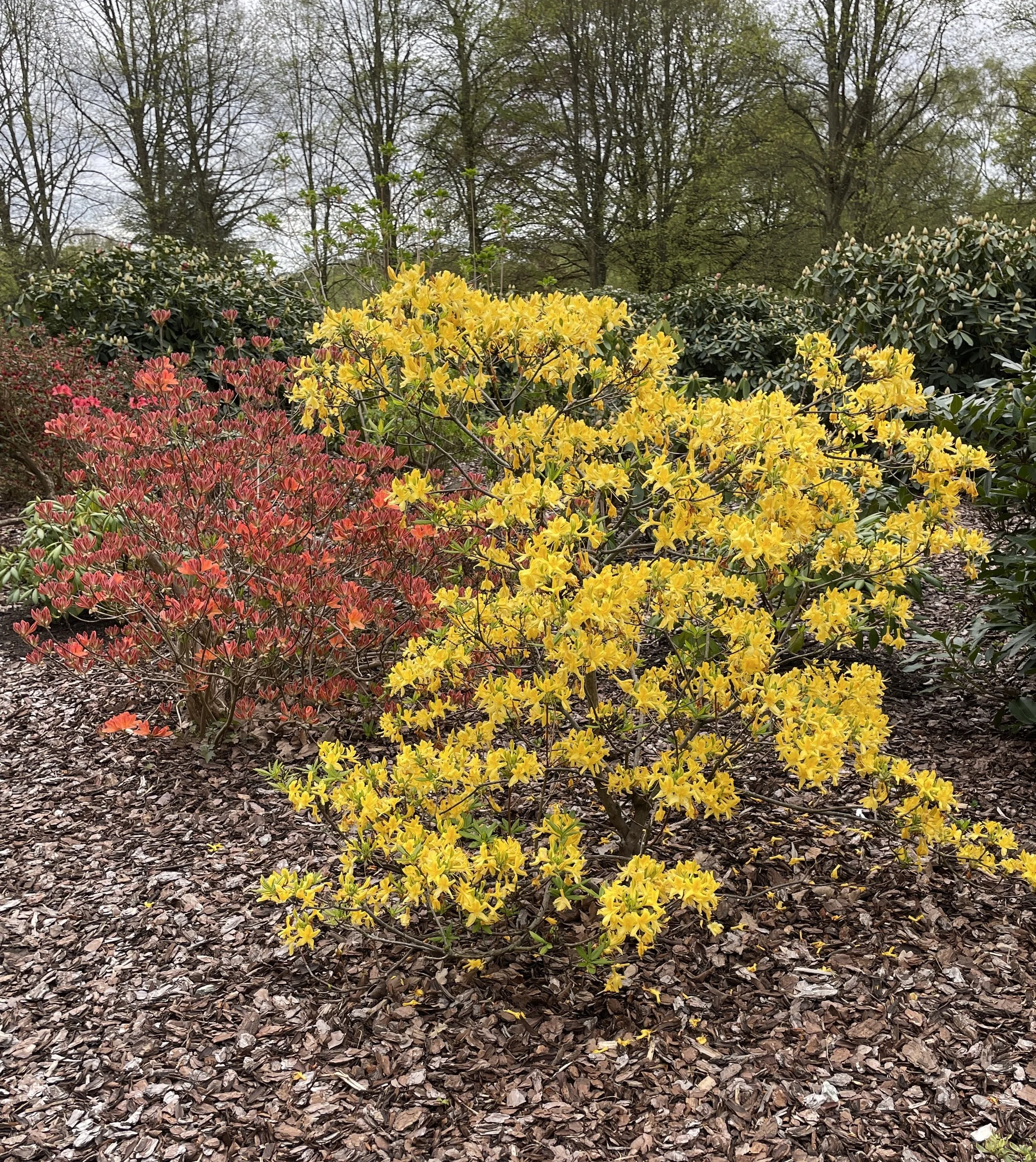 Week ending 19 April 2026. Love the citrus colours of these azaleas at Kenwood. Really zingy!