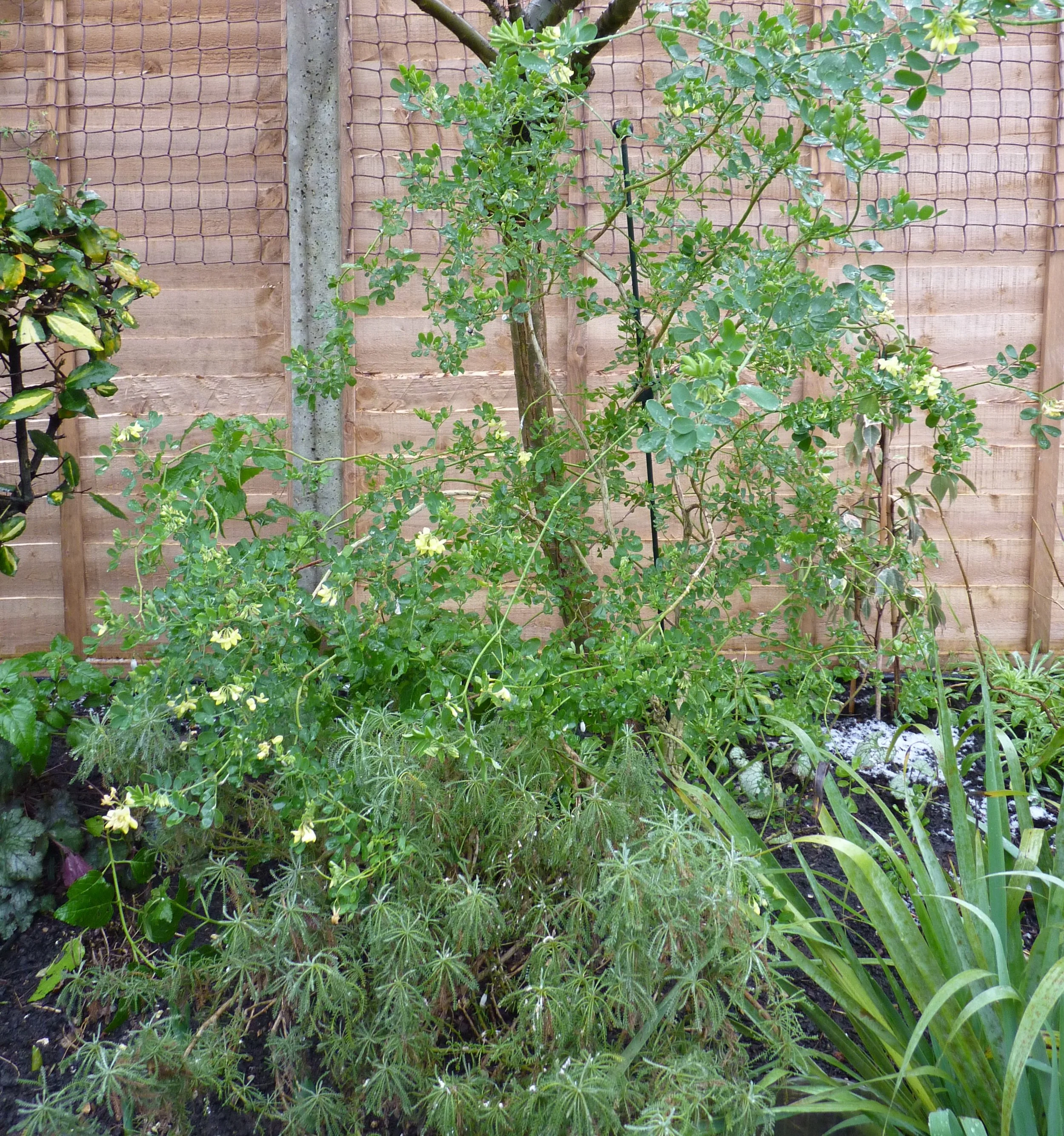Coronilla glauca is a lax evergreen shrub with highly fragrance yellow flowers in late winter 05 Feb 2026
