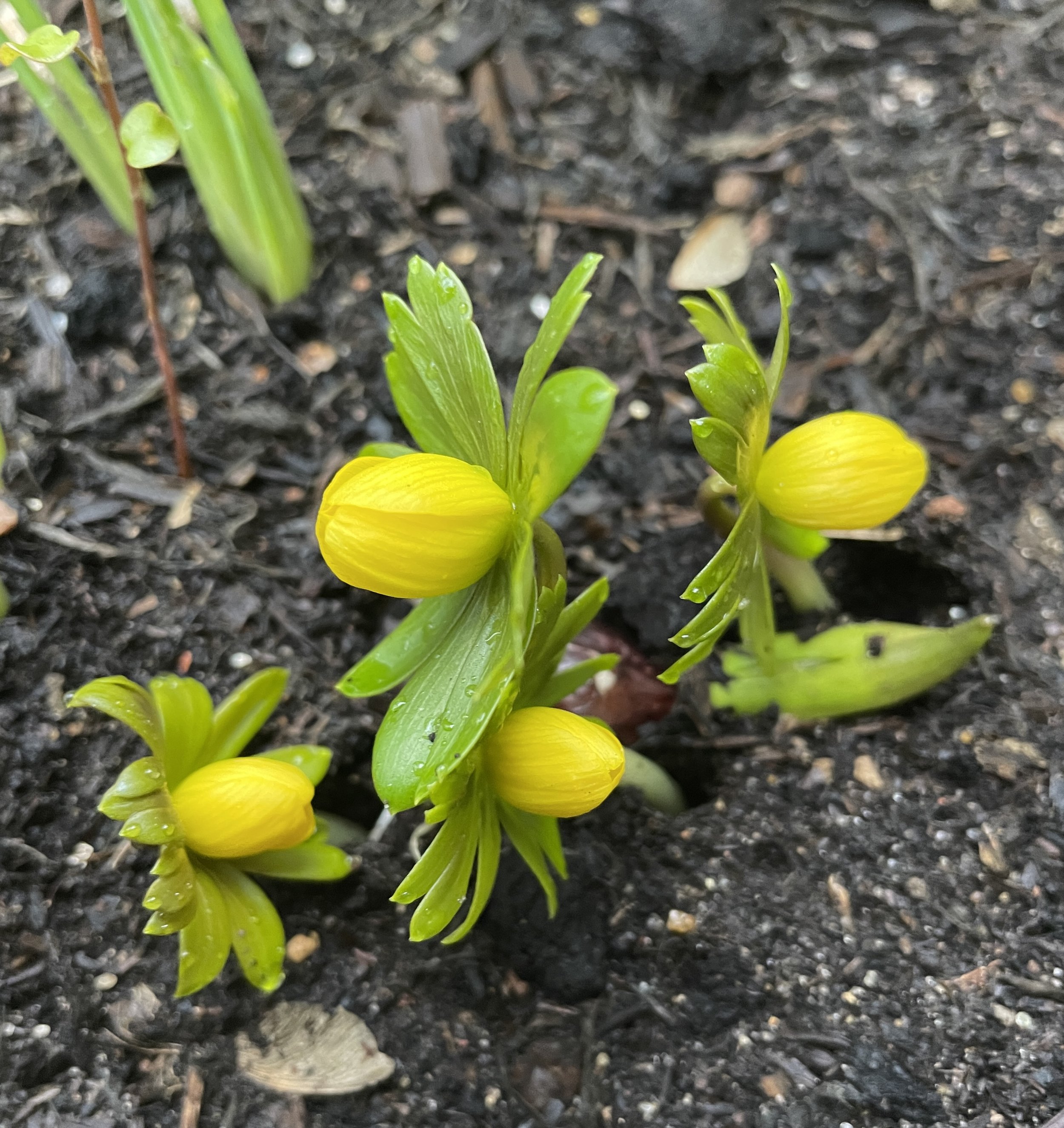Winter aconites in our front garden. We are on the cusp of spring! 19 Jan 2026