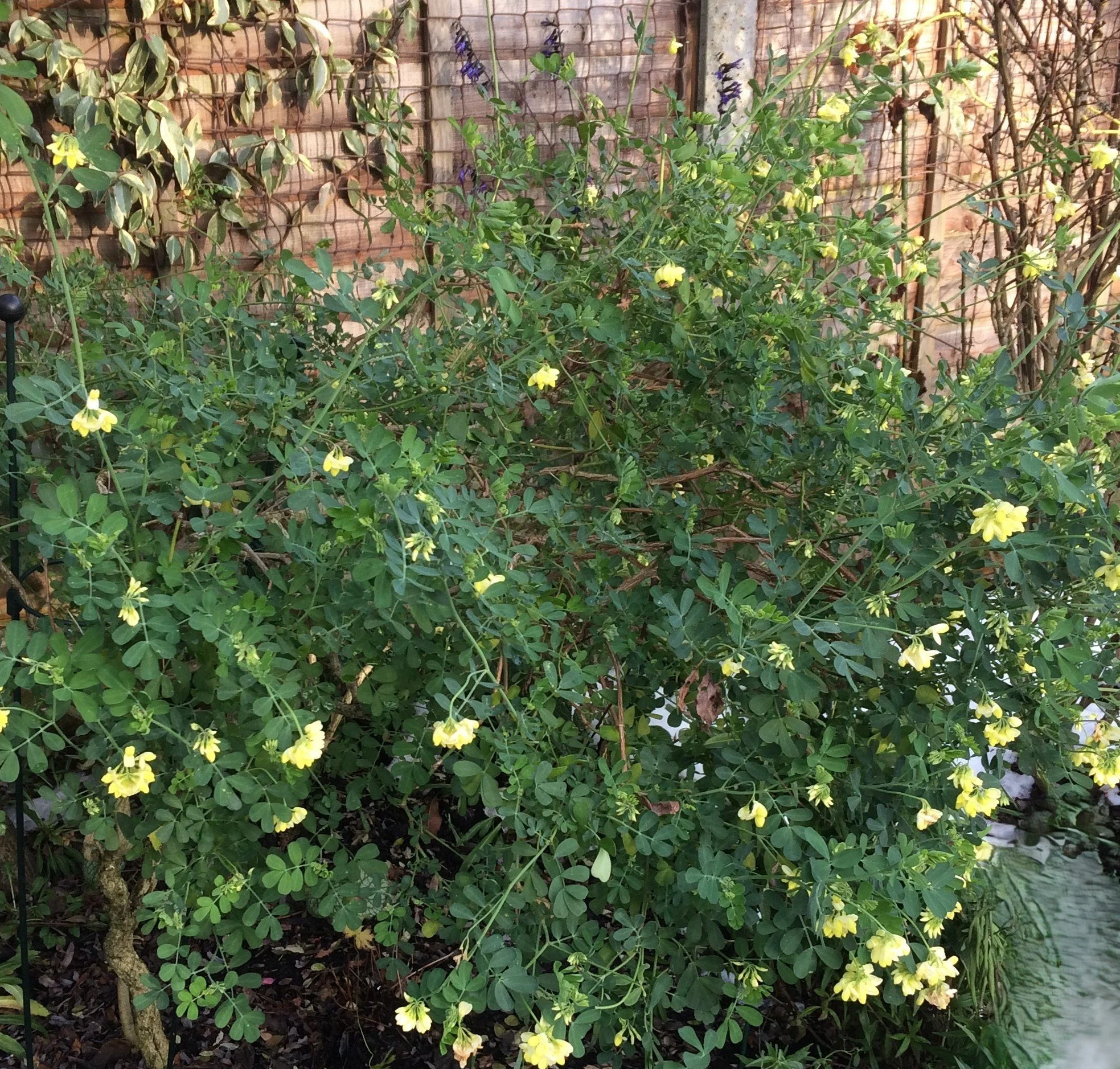 Coronilla glauca Citrina, a fragrant, winter flowering evergreen, hardy in frost and even snow. 20 Dec 2025