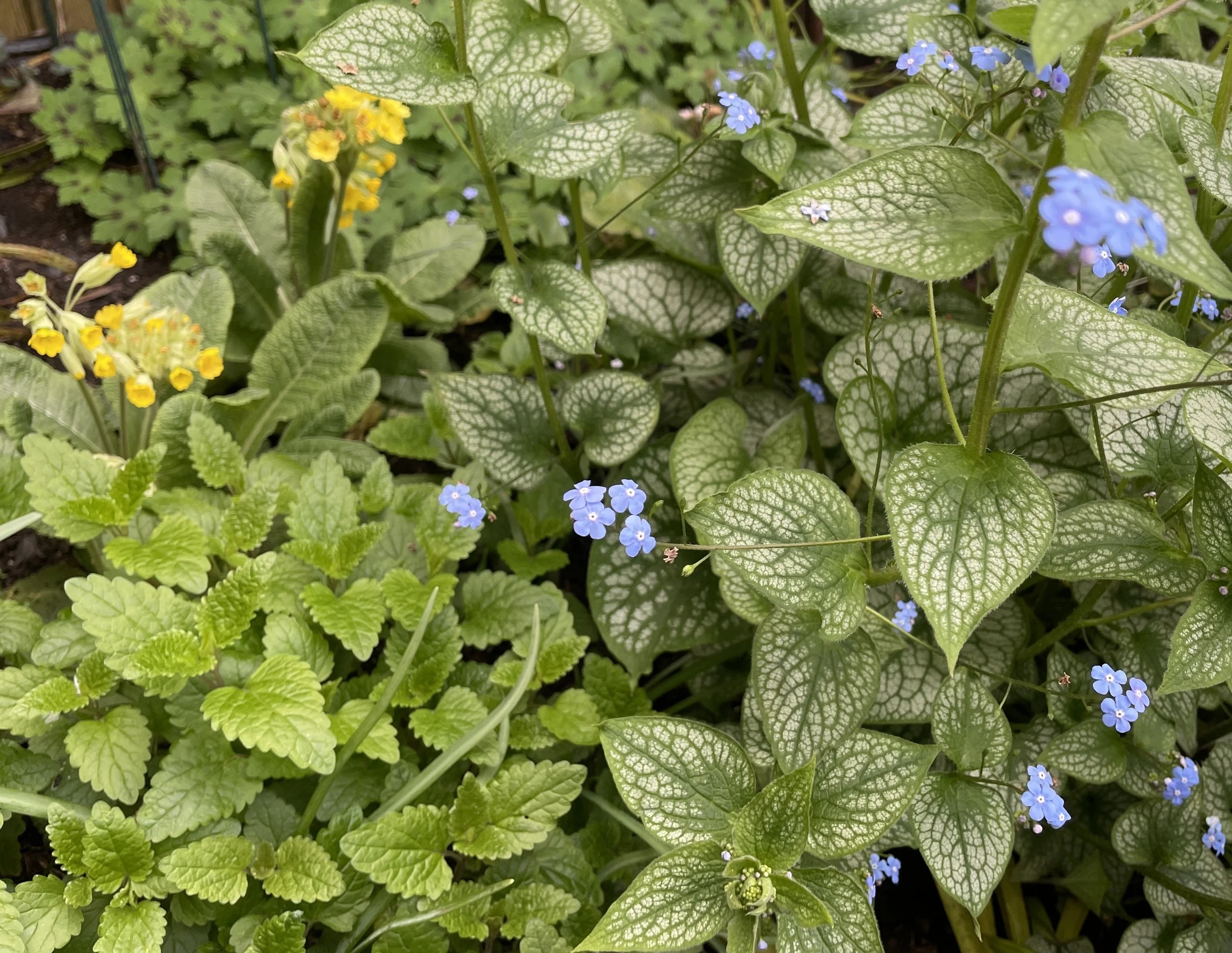 Week ending 5th April. What could be more Spring like than brunnera, the perennial forget-me-not, and cowslips?