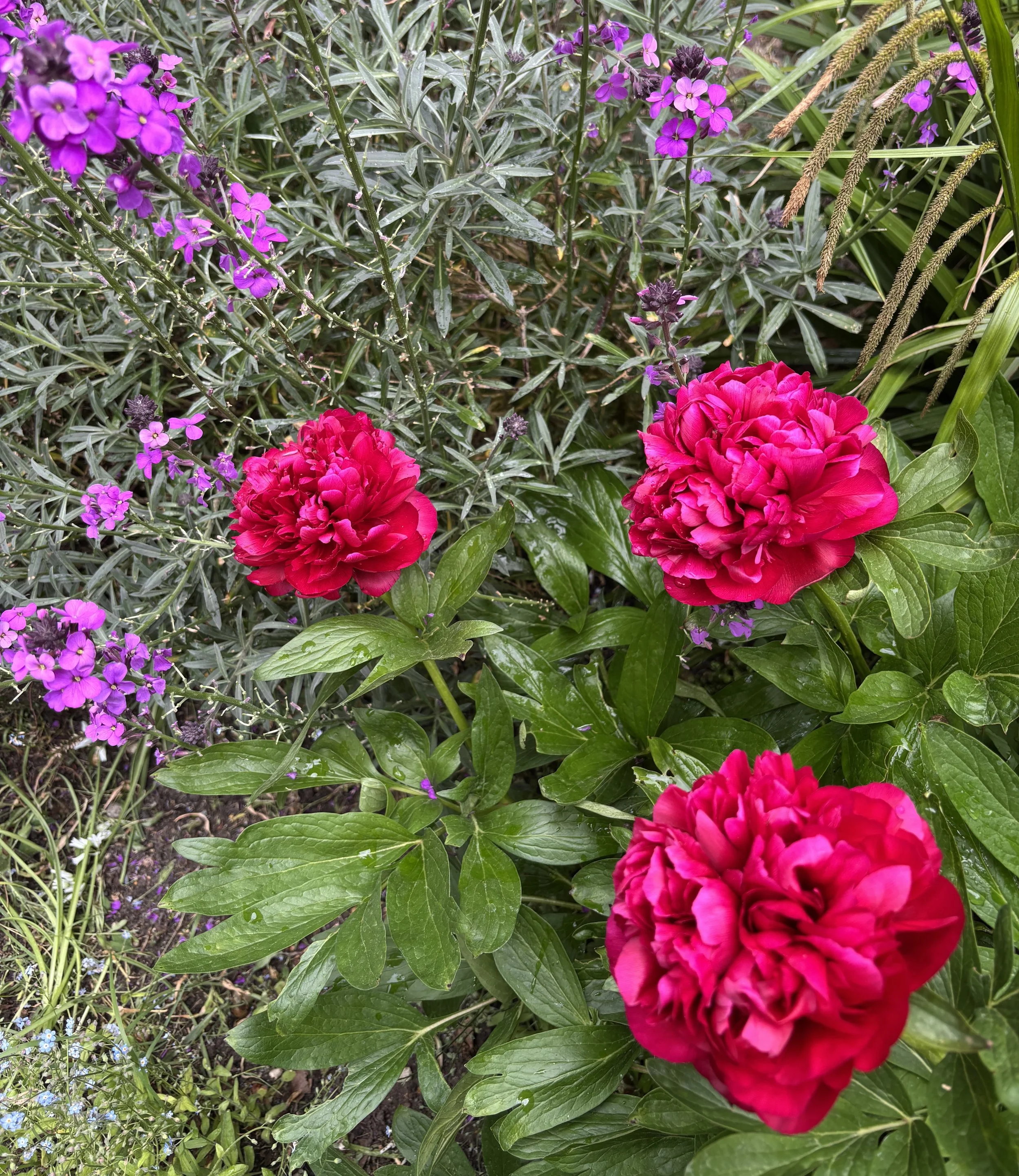 Week ending 10 May. My favourite colours! This classic peony and ever flowering Erysimum Bowles Mauve are like jewels in my neighbours' garden.