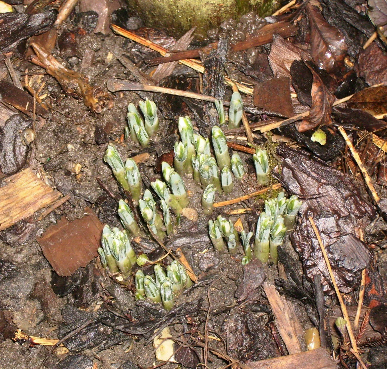 EMERGING SNOWDROPS.JPG