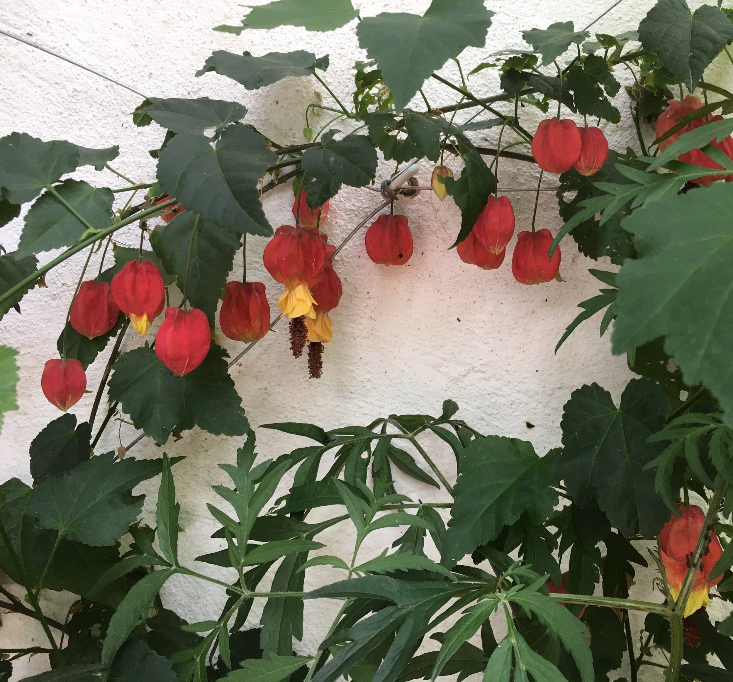 Abutilon megapotamicum has long lax stems that can be trained on a sheltered sunny wall. 25 Oct 2025