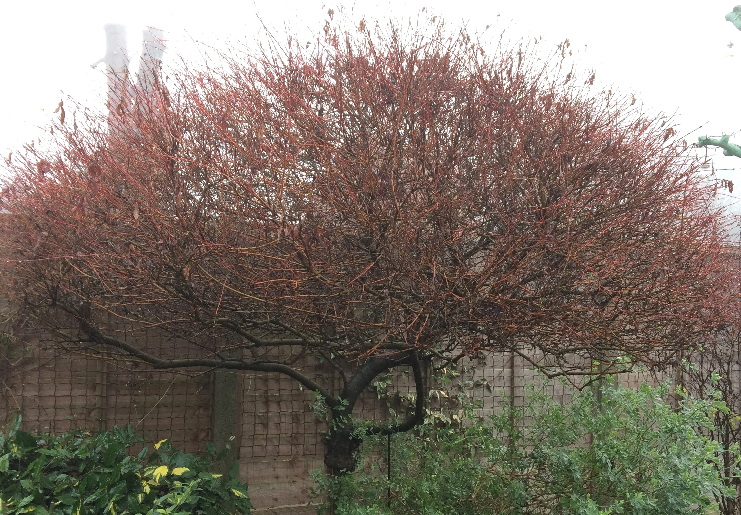 The Flamingo willow or salix integra Hakuro Nishiki, usually sold as a standard for containers, sports lovely red stems in winter. But beware they don't stay small for long! 16 Jan 2026