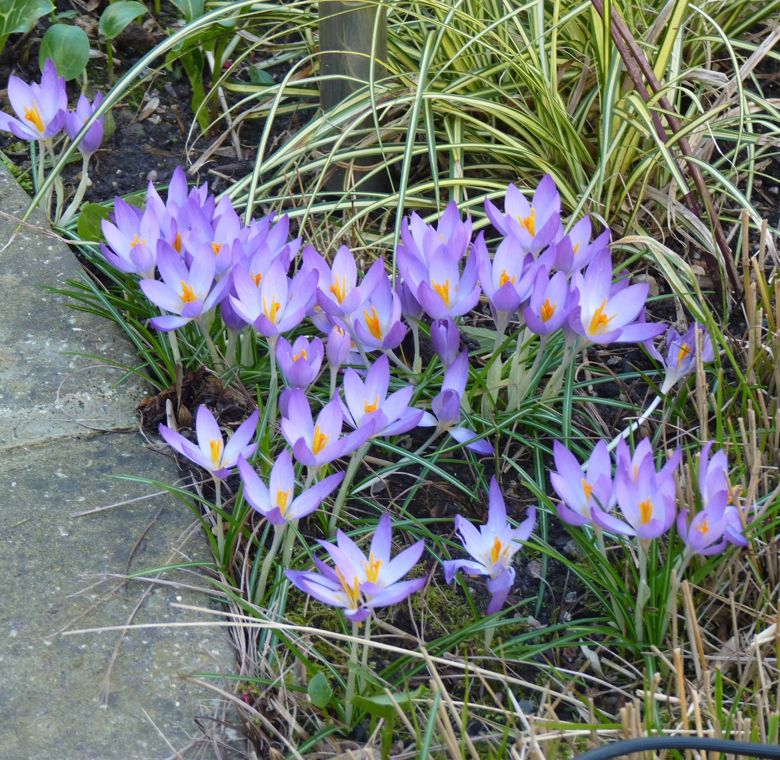 Your Garden, Your Call 