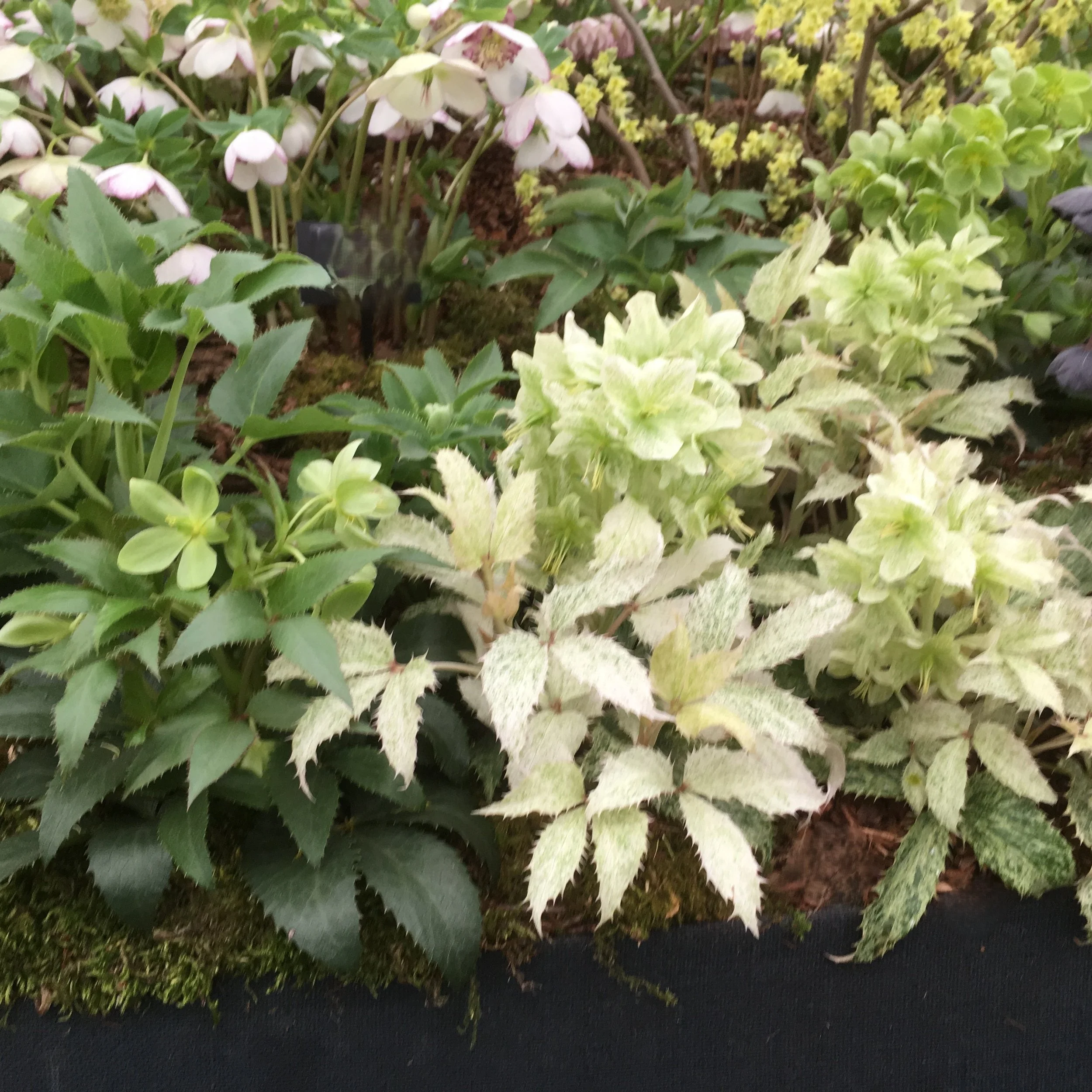 Curating the Borders