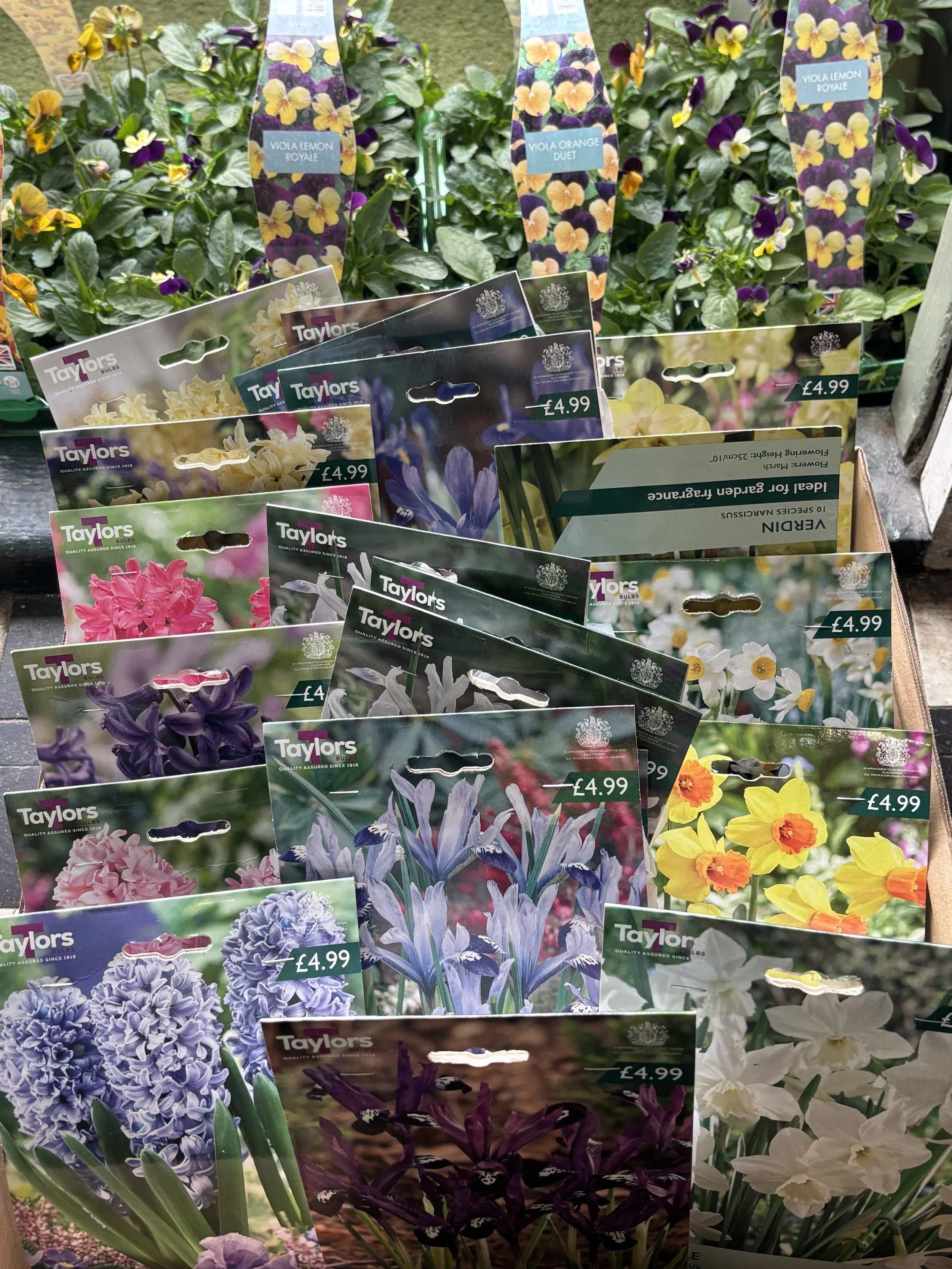 Spring Bulb Bonanza