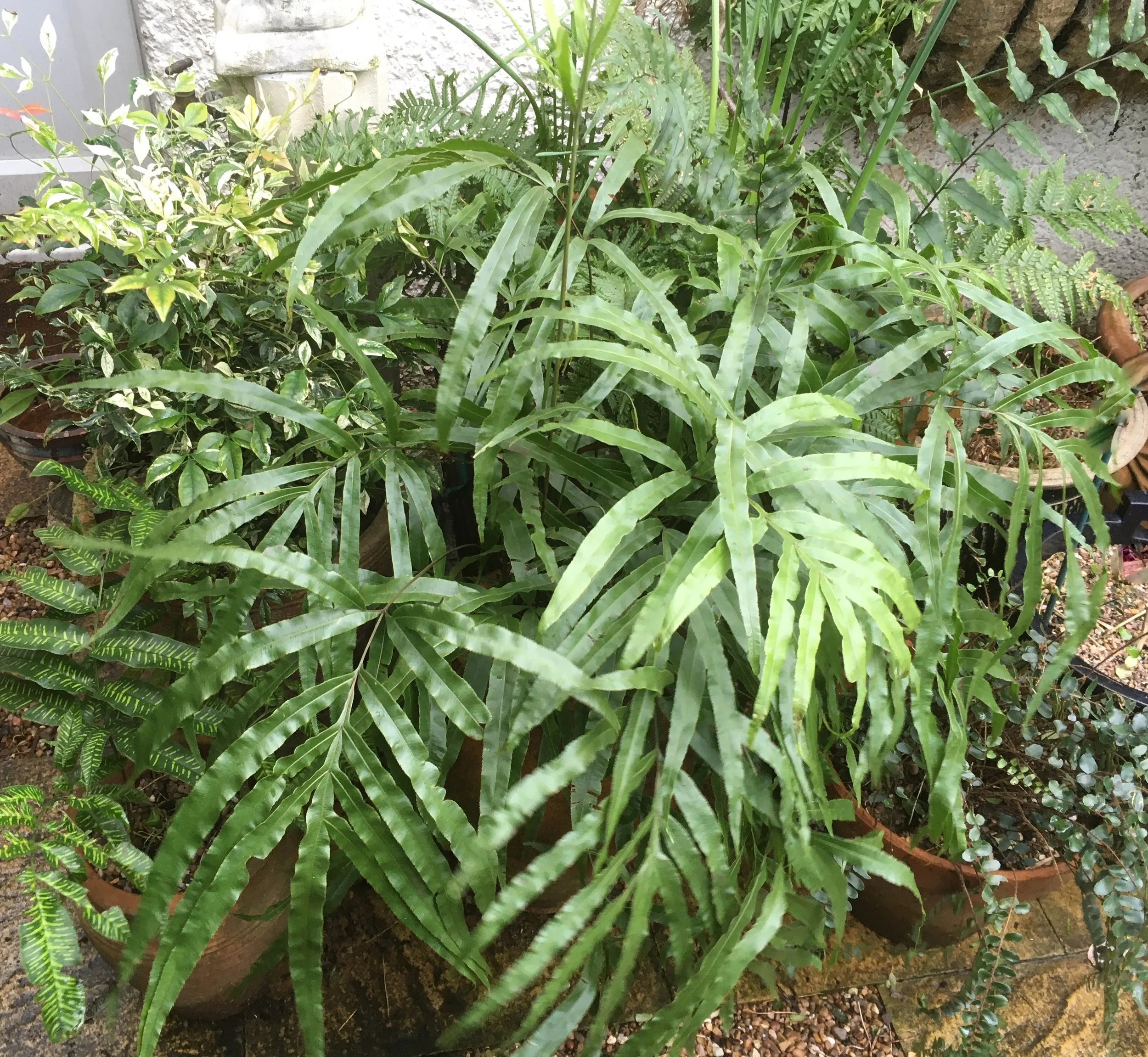 Ferns provide much needed greenery in containers in the dreariest month. Pteris umbrosa. 04 Feb 2026