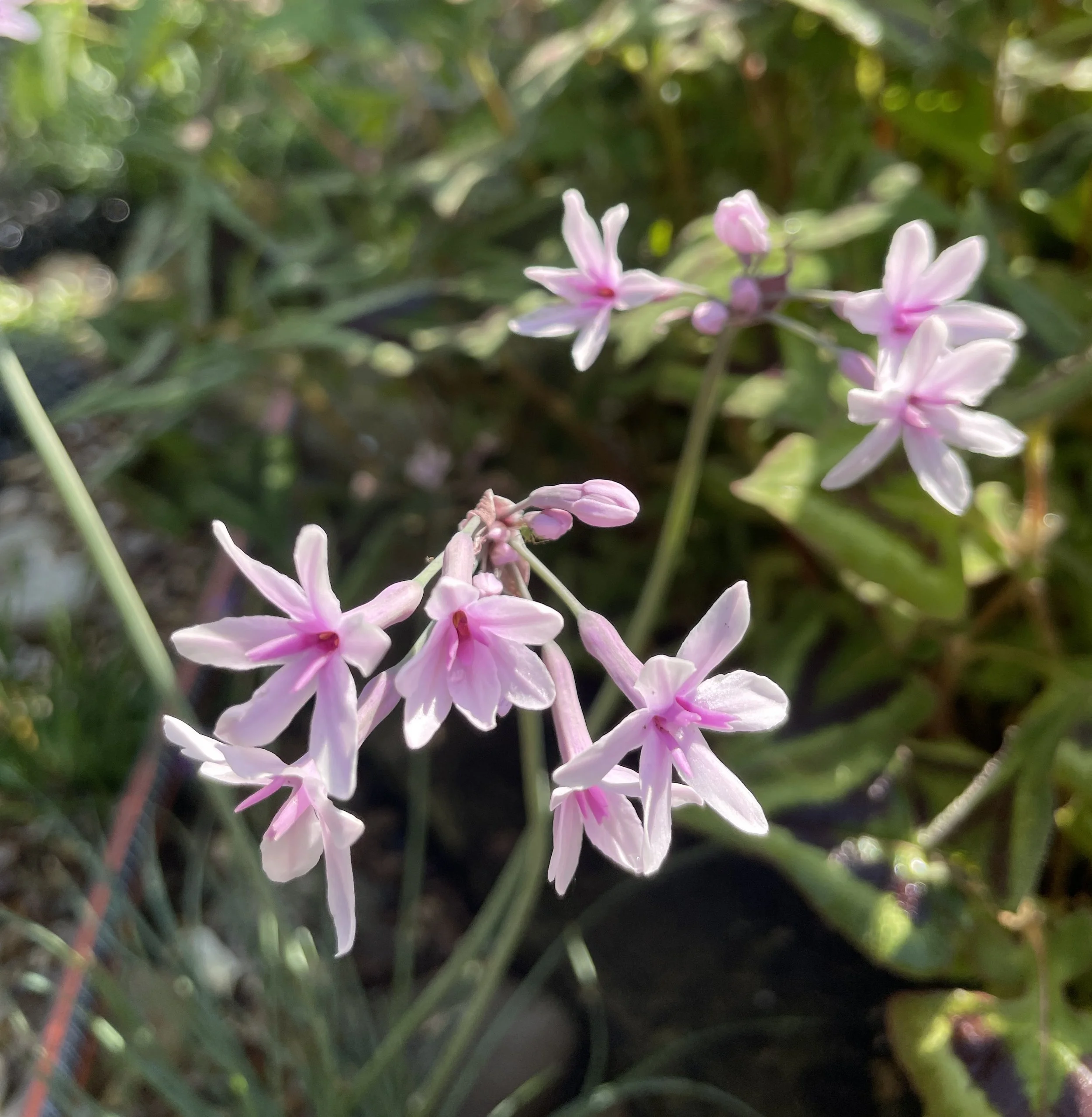Tulbaghia or Society Garlic 12 May