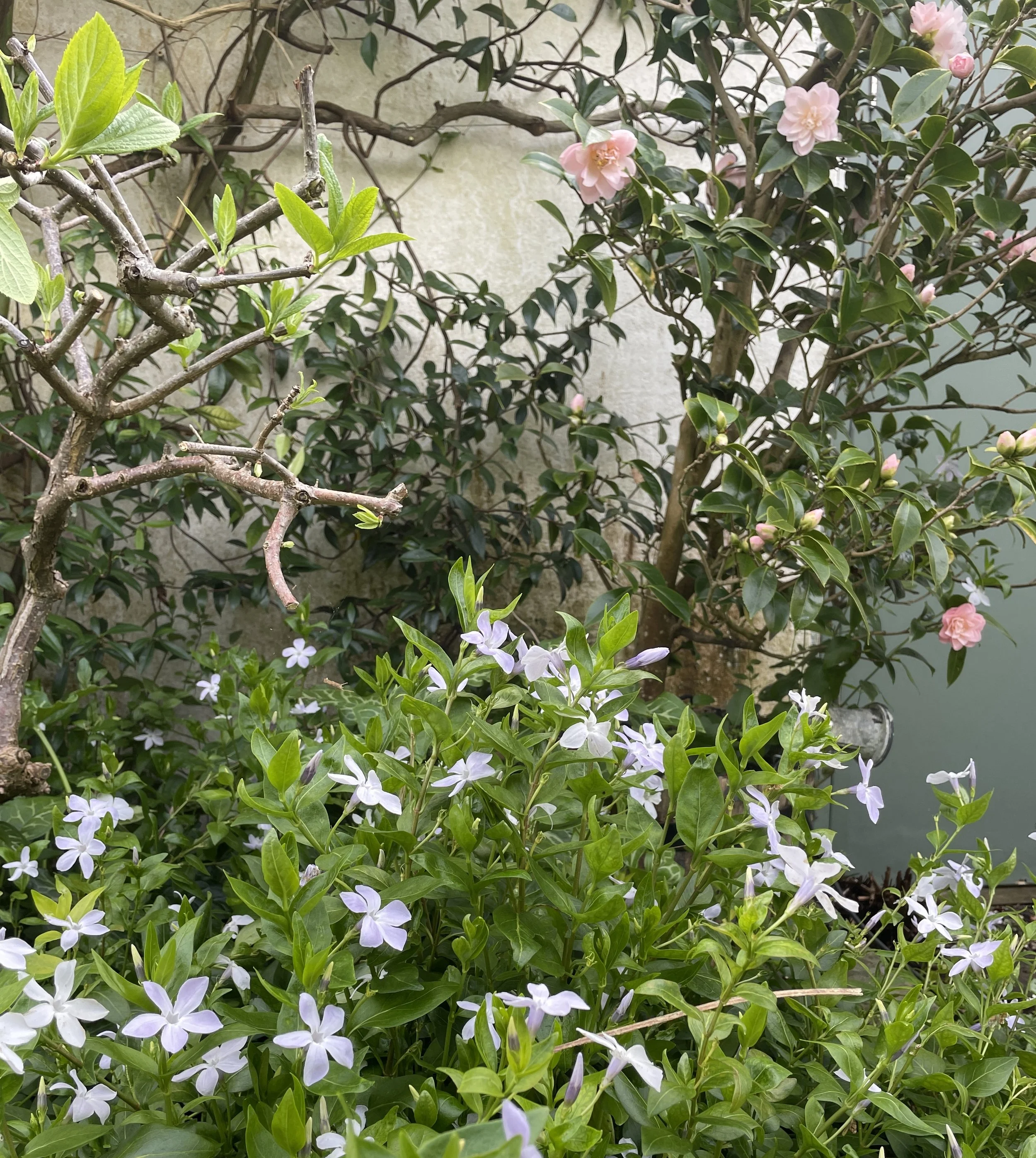 Week ending 12 April. A subtle one, the pale pink camellia, acid green foliage and white vinca, all against the whitewashed wall is just delightful, in Gerald's garden.