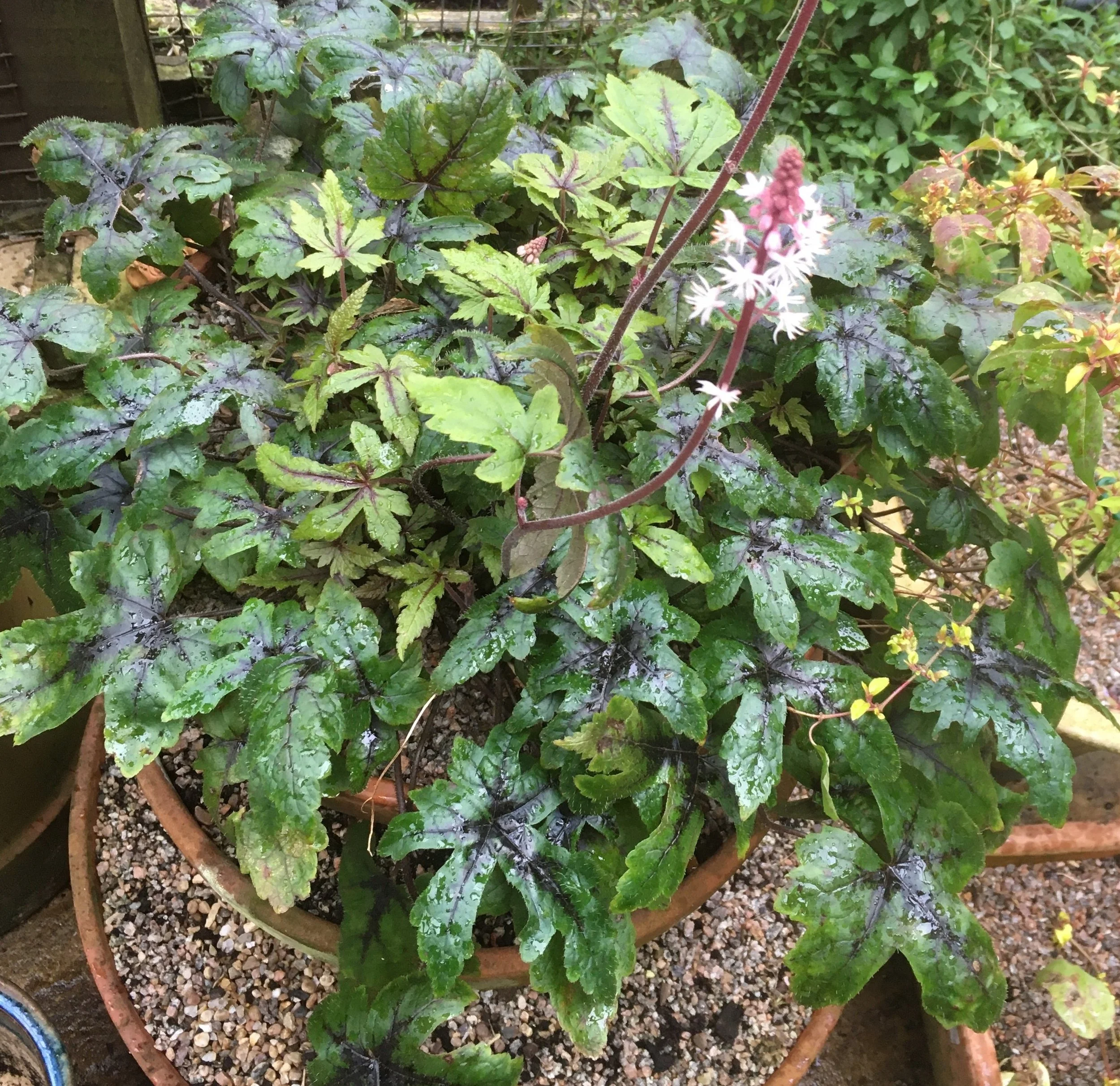 Heucheras are indispensable at this time of year, their marbled foliage and dainty flowers brighten up the dullest corners. 06 Feb 2026