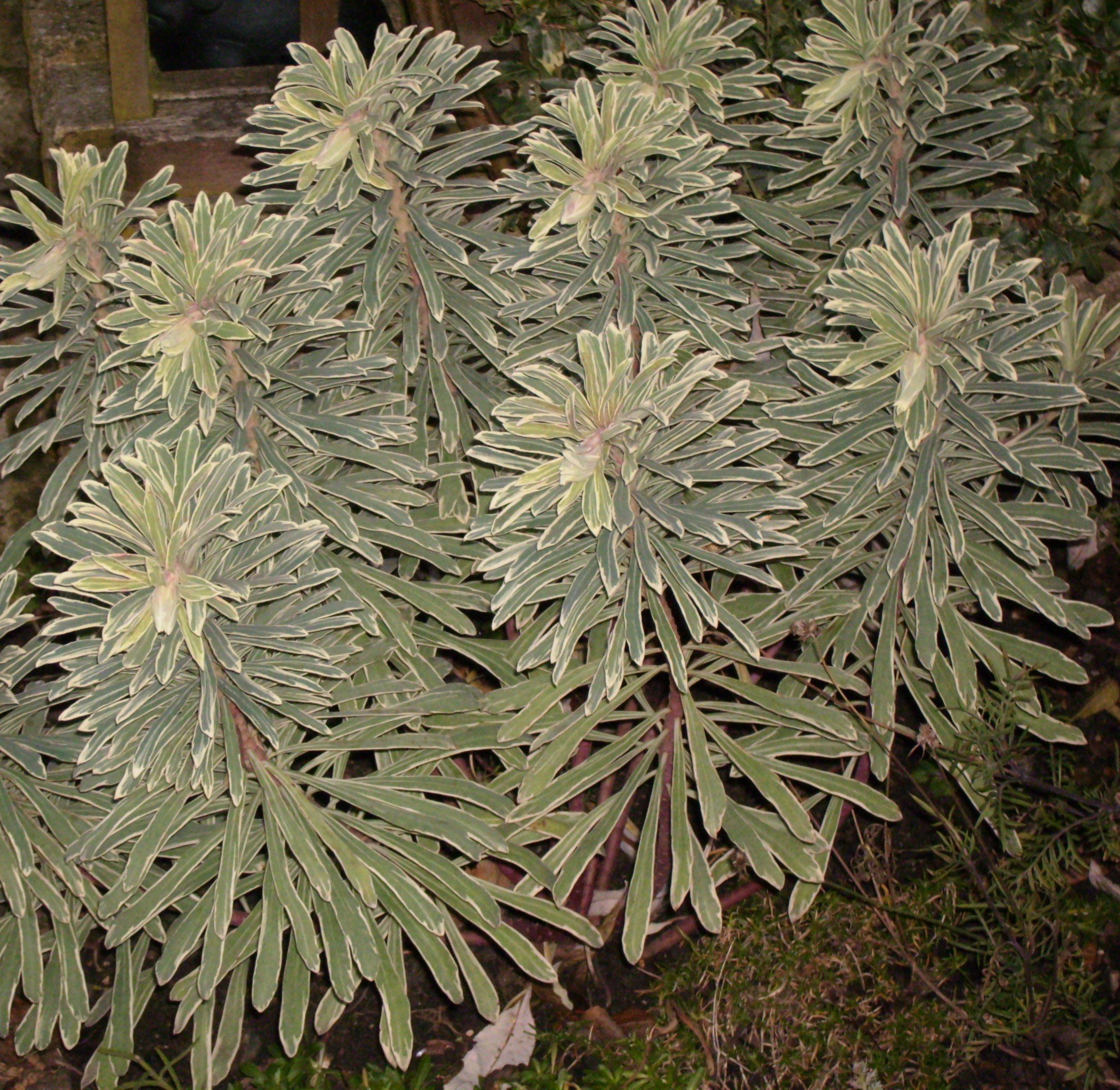 Euphorbia Silver Swan. Not as hardy as some of its cousins, this variety likes good drainage so incorporate grit in the planting hole if you've got heavy clay. 19 Dec 2025