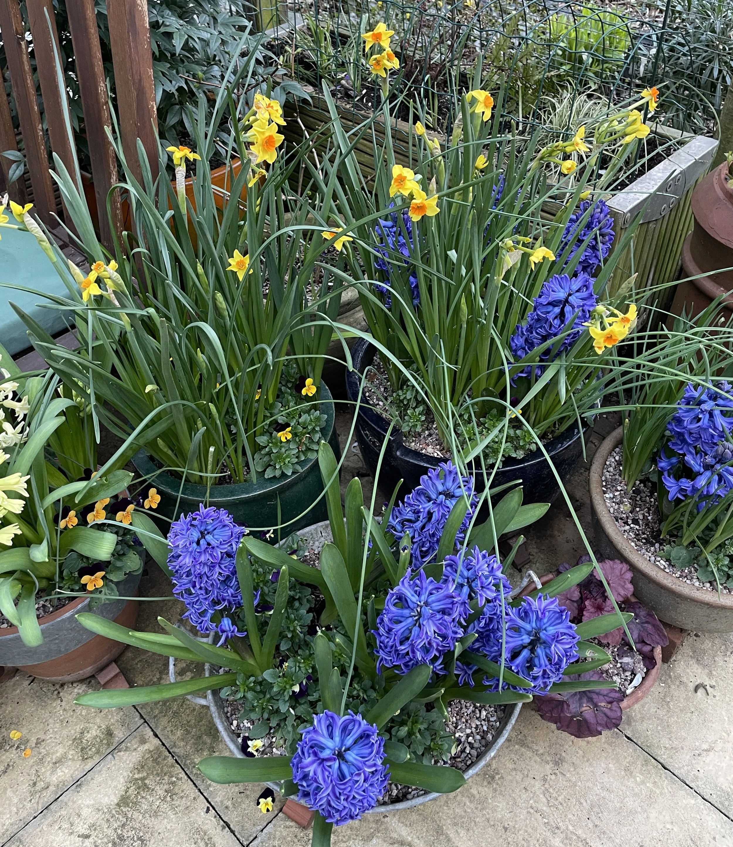 Week ending 22 March. The bluest of blue hyacinths with yellow and orange narcissi just sing to me. And the fragrance, well, its delicious.
