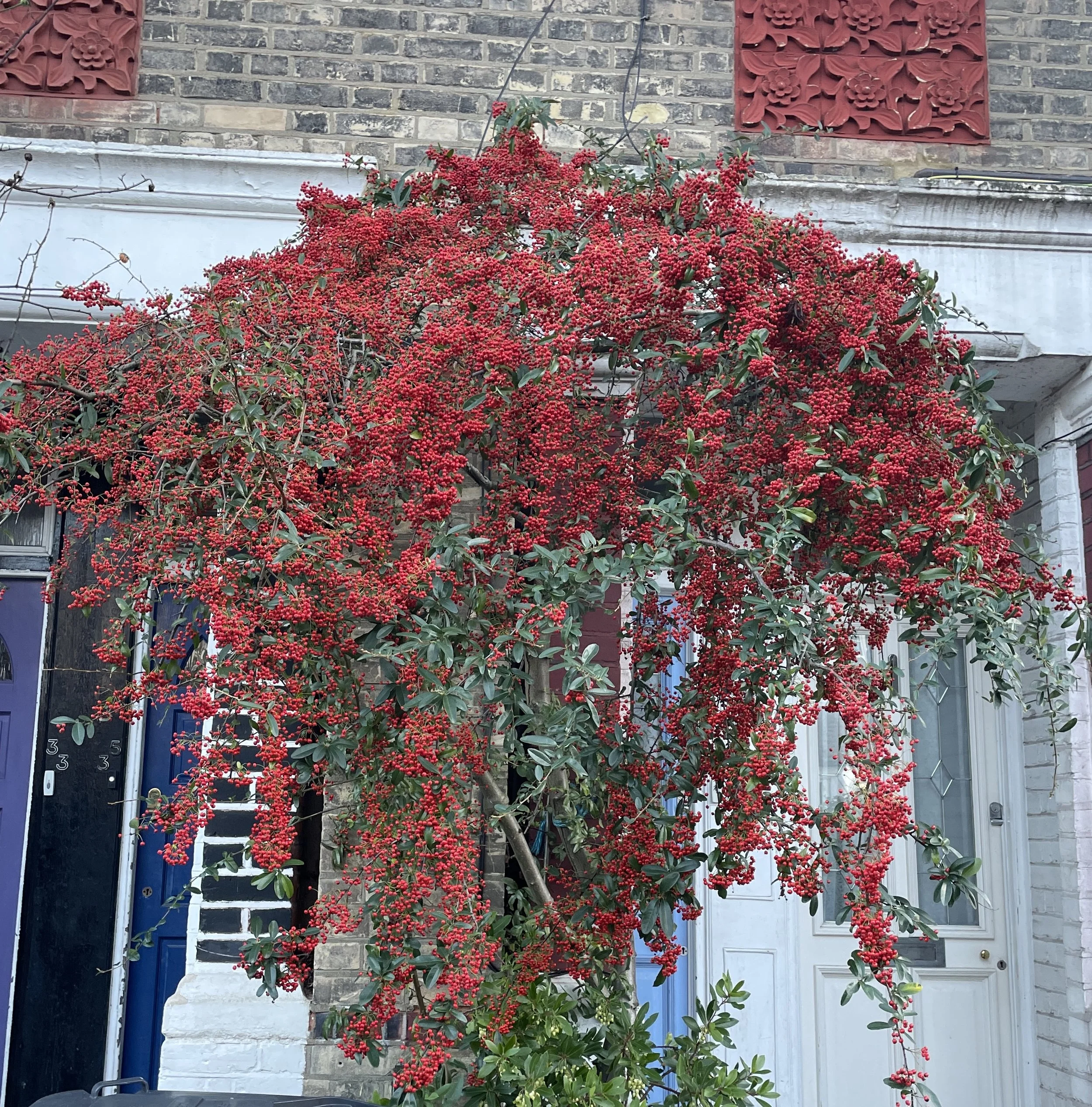 Pyracantha or Firethorn, not a favourite but at this time of year its vivid berries provide much needed colour. 26 Dec 2025