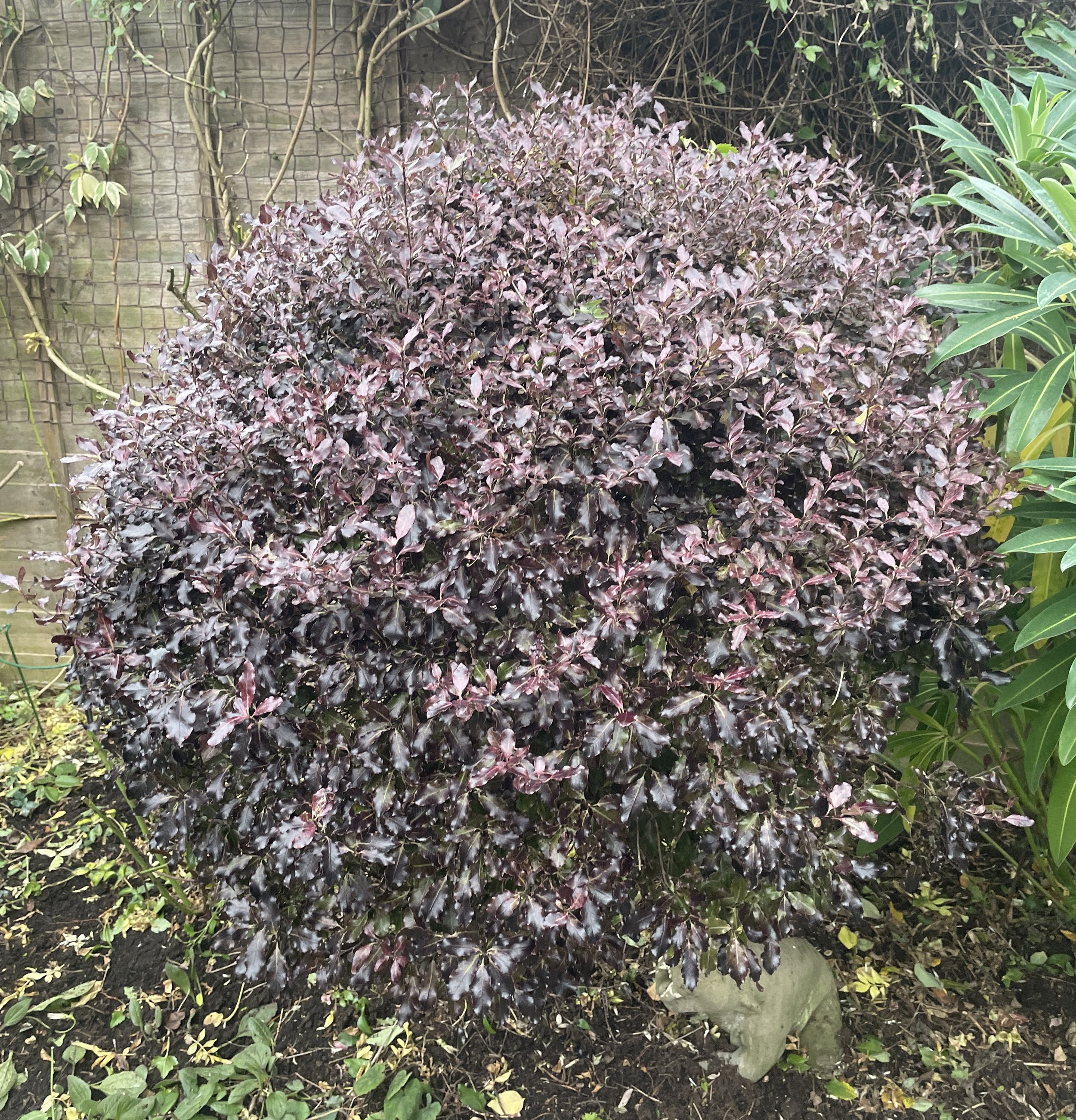 I love my pittosporum Tom Thumb! Evergreen, easy to clip, new bright green shoots in spring. great frosted. What's not to like! 30 Dec 2025