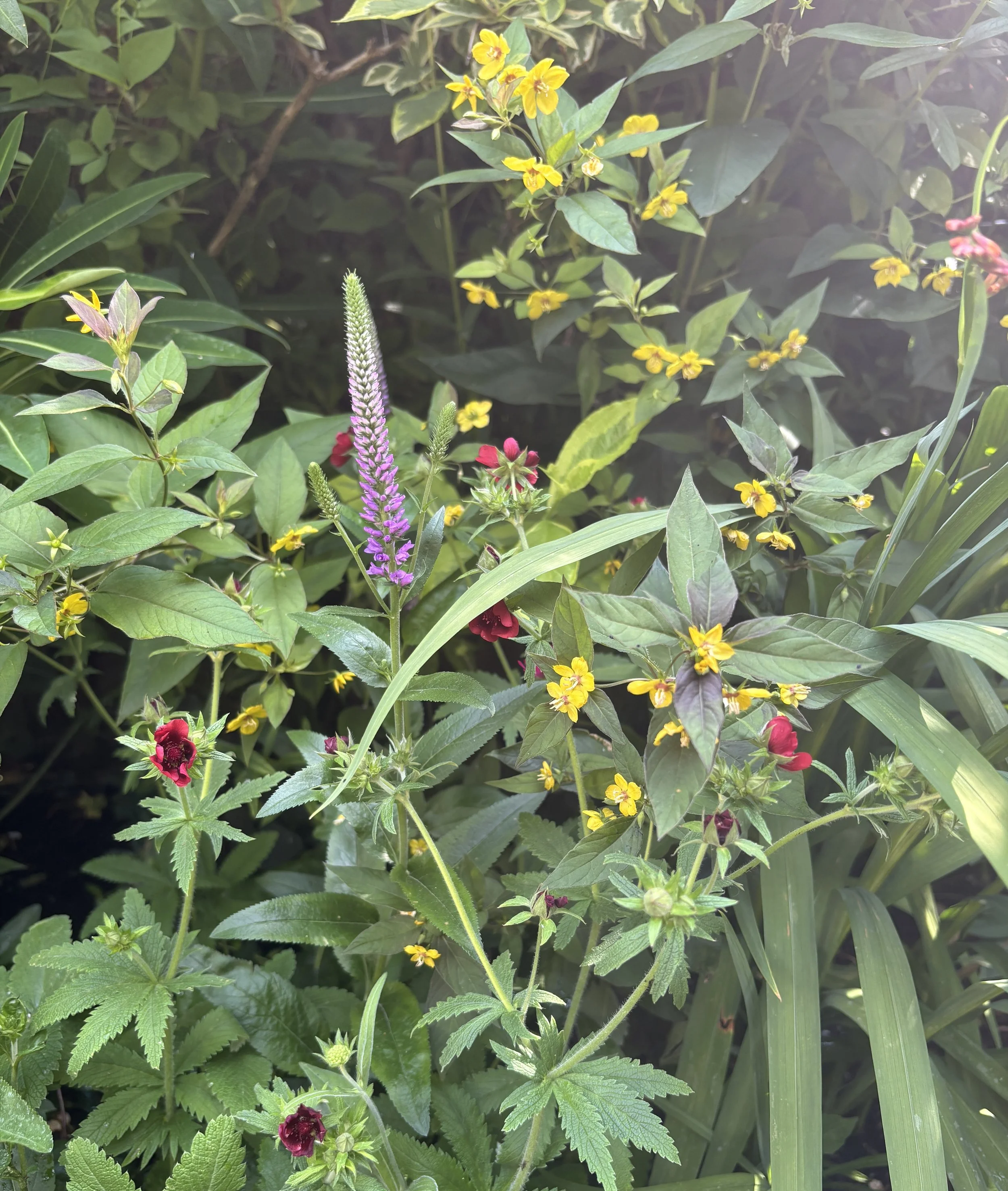 Week ending 12 July. I love all these perennials mingling together at the front if the hot border.