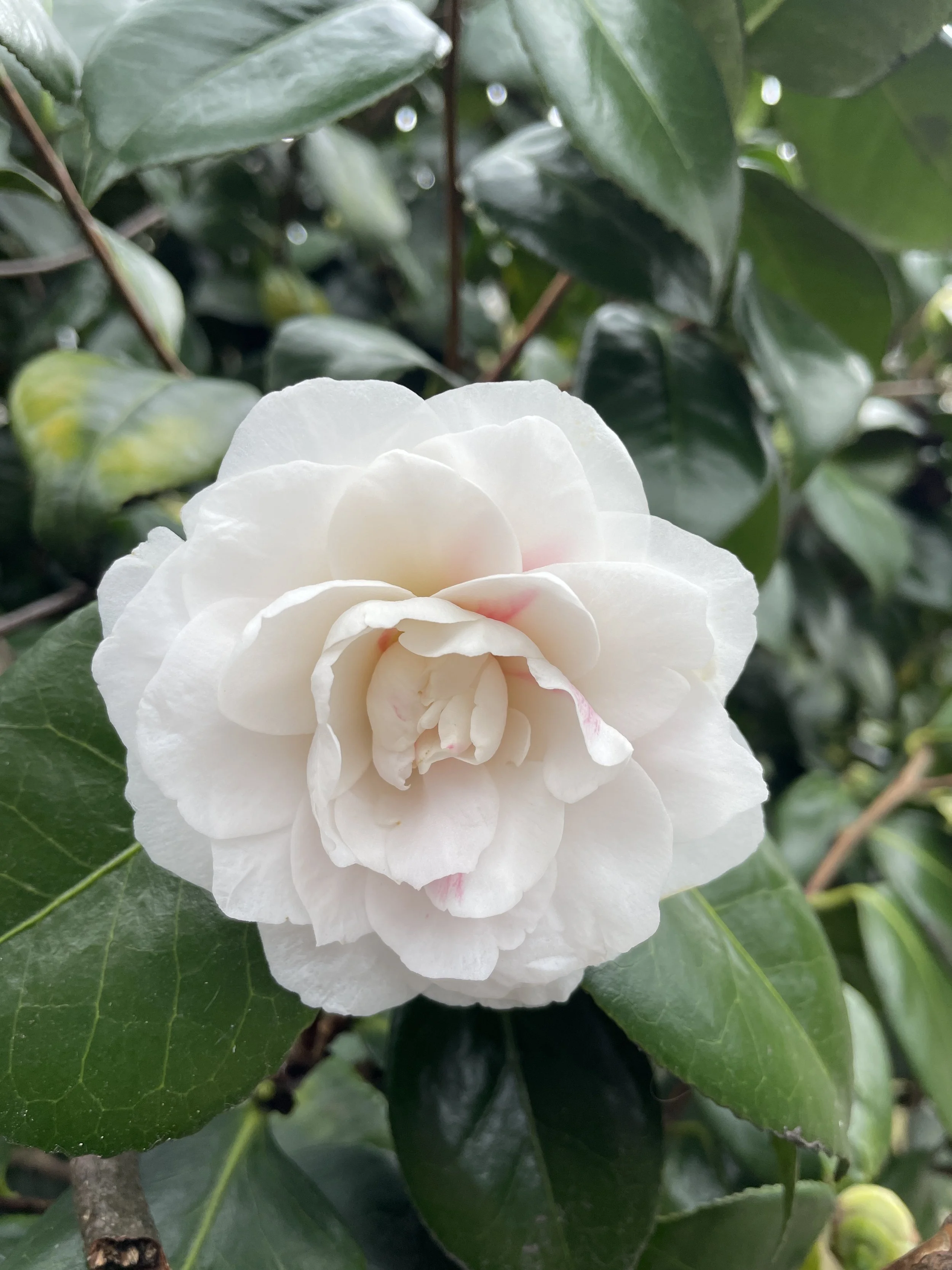 What would we do without camellias at this time of year for a bit of bling? 3 Feb 2026
