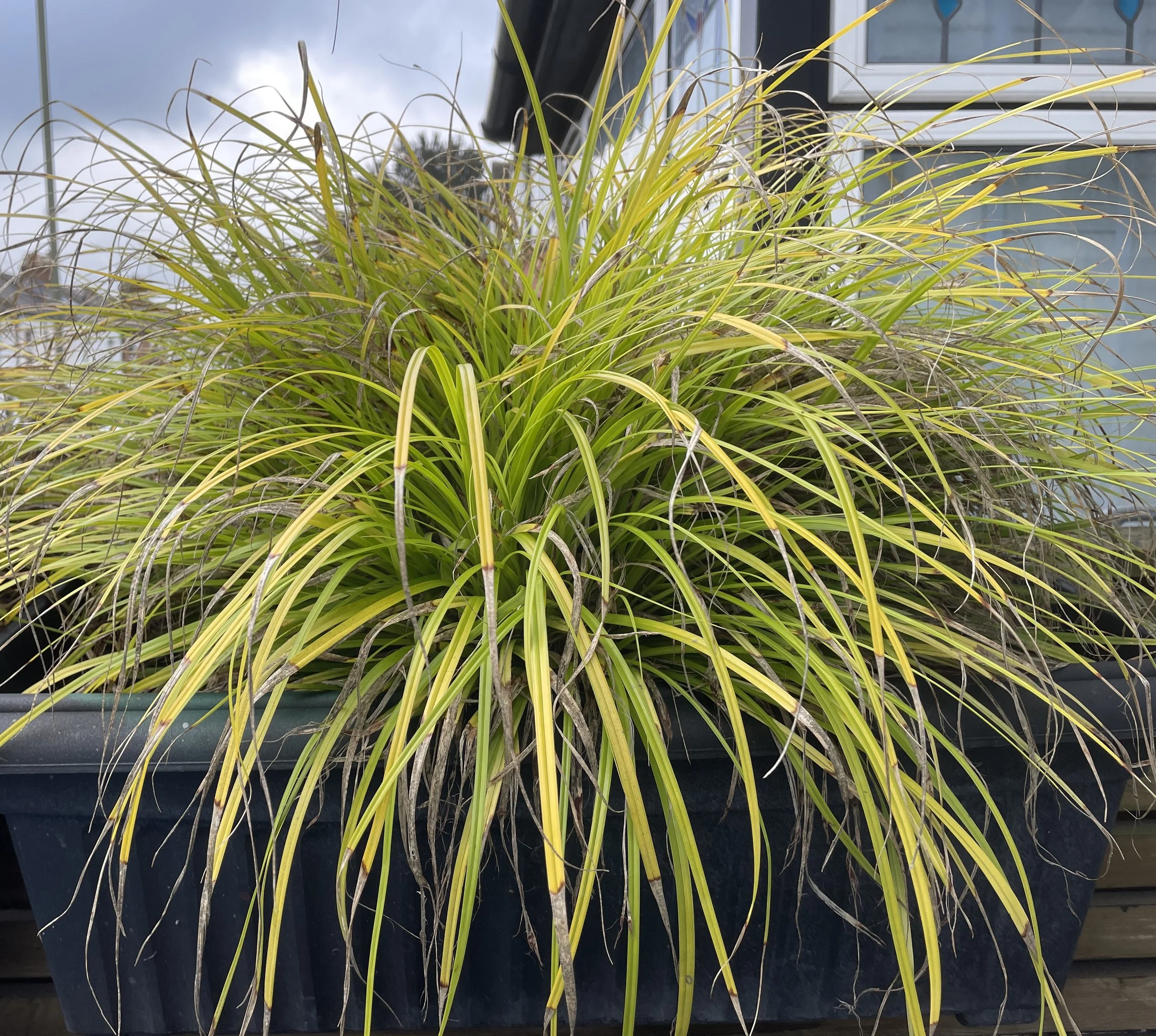 Carex Everillo, absolute must for areas that don't get much attention. I have four out front in tubs, must be 10 years old, never water, look good throughout the year. 30 Jan 2026