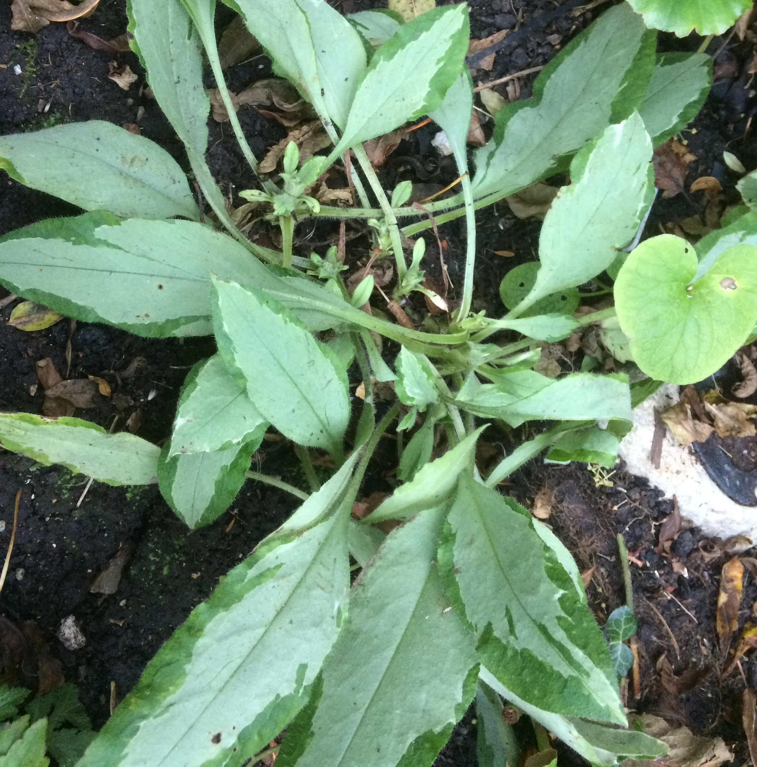 Not quite evergreen, pulmonaria is one of the stalwarts of the shady border. Keeps its leaves until the last minute! 18 Dec 2025