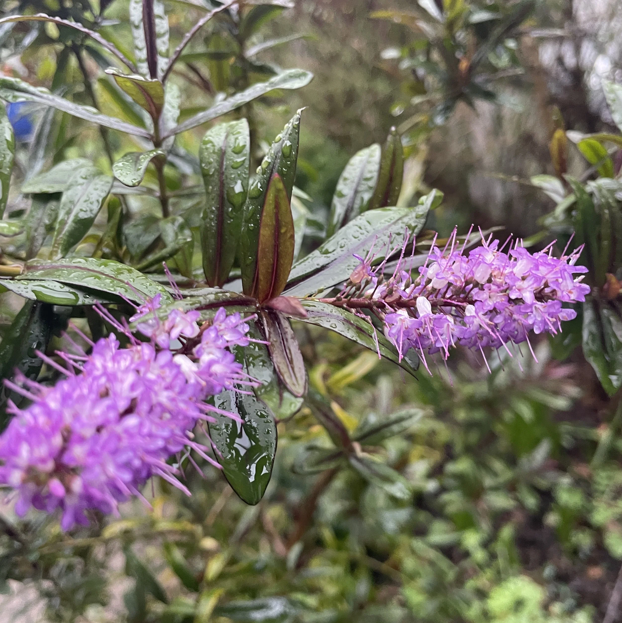 shrubby veronica or Hebe by Helen's front door, to cheer us on during all this rain. 22 Jan 2026