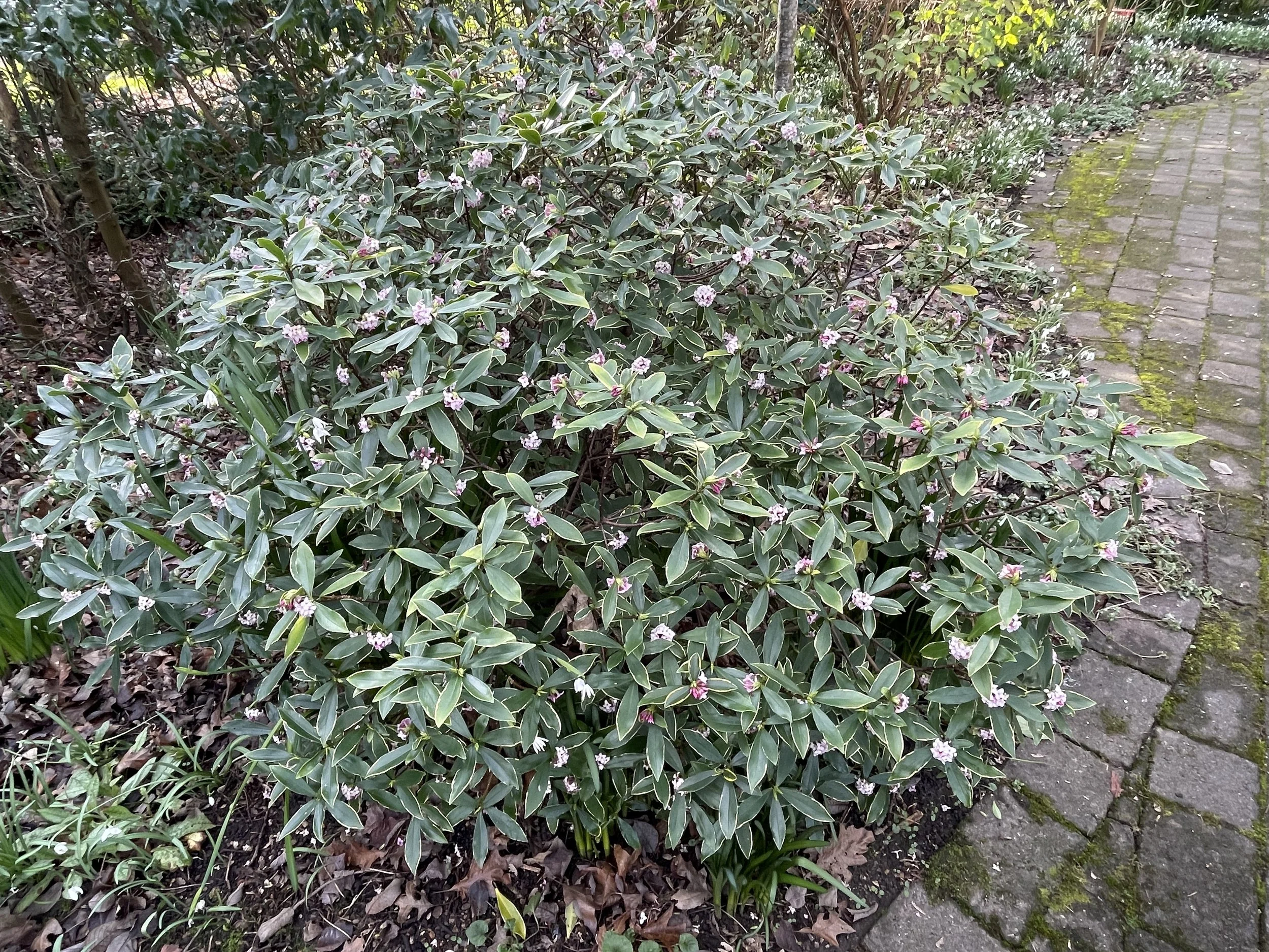 elegant Daphne in full fragrant flower at Stephens House 16 Feb 2026