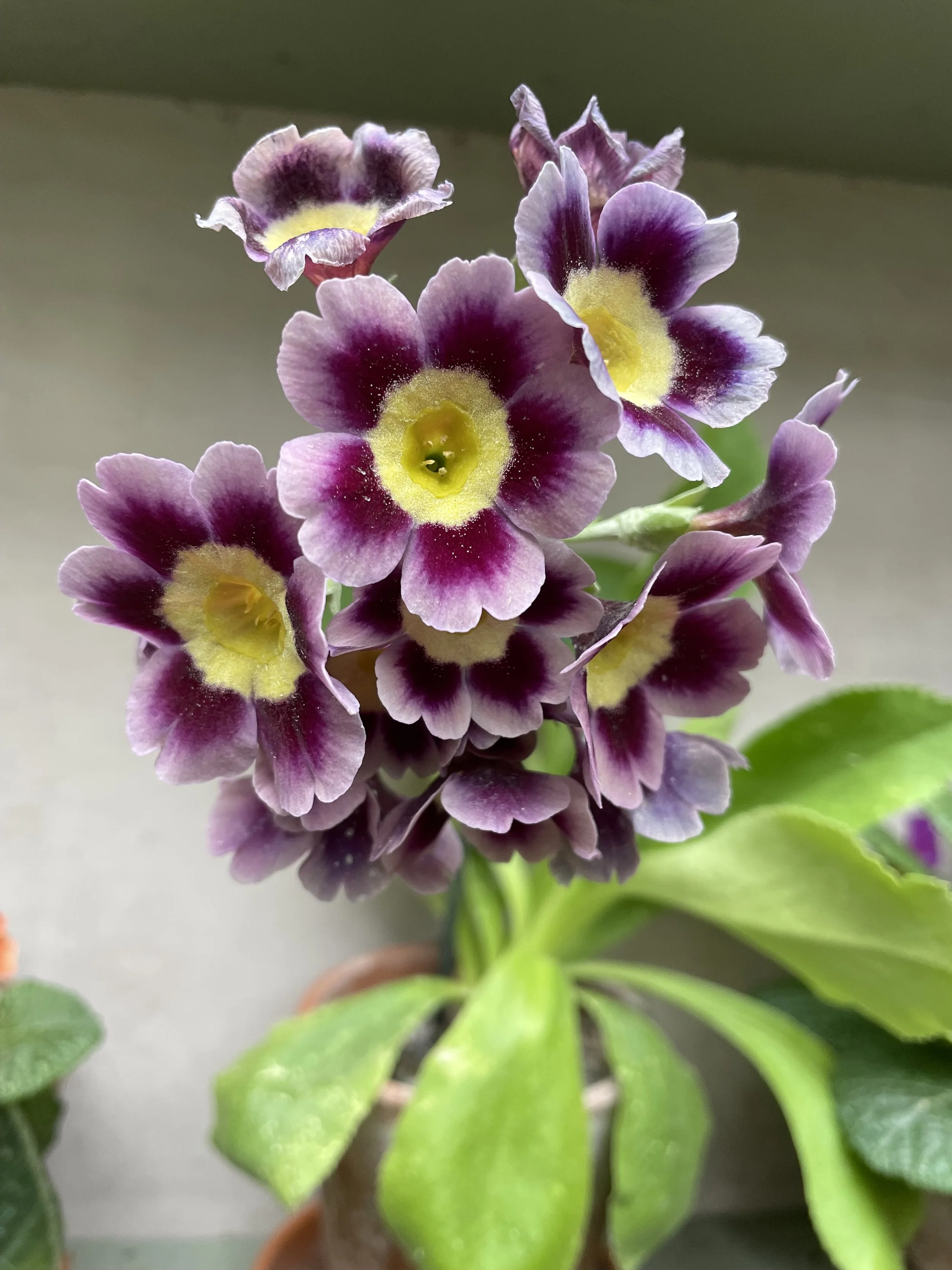 Auriculas are works of art. 24 April 2025