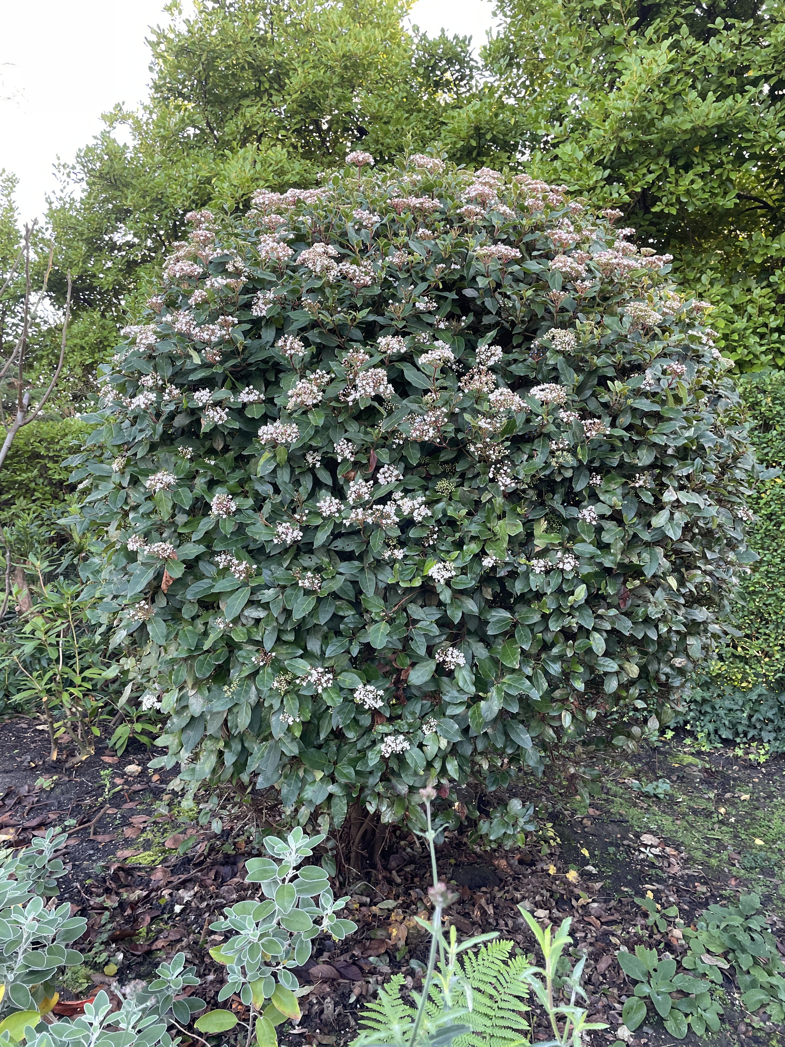 Often considered boring, viburnum tinus is a reliable evergreen shrub, easy to prune and beautiful flowers. Penny & Paul's garden 12 Dec 2025