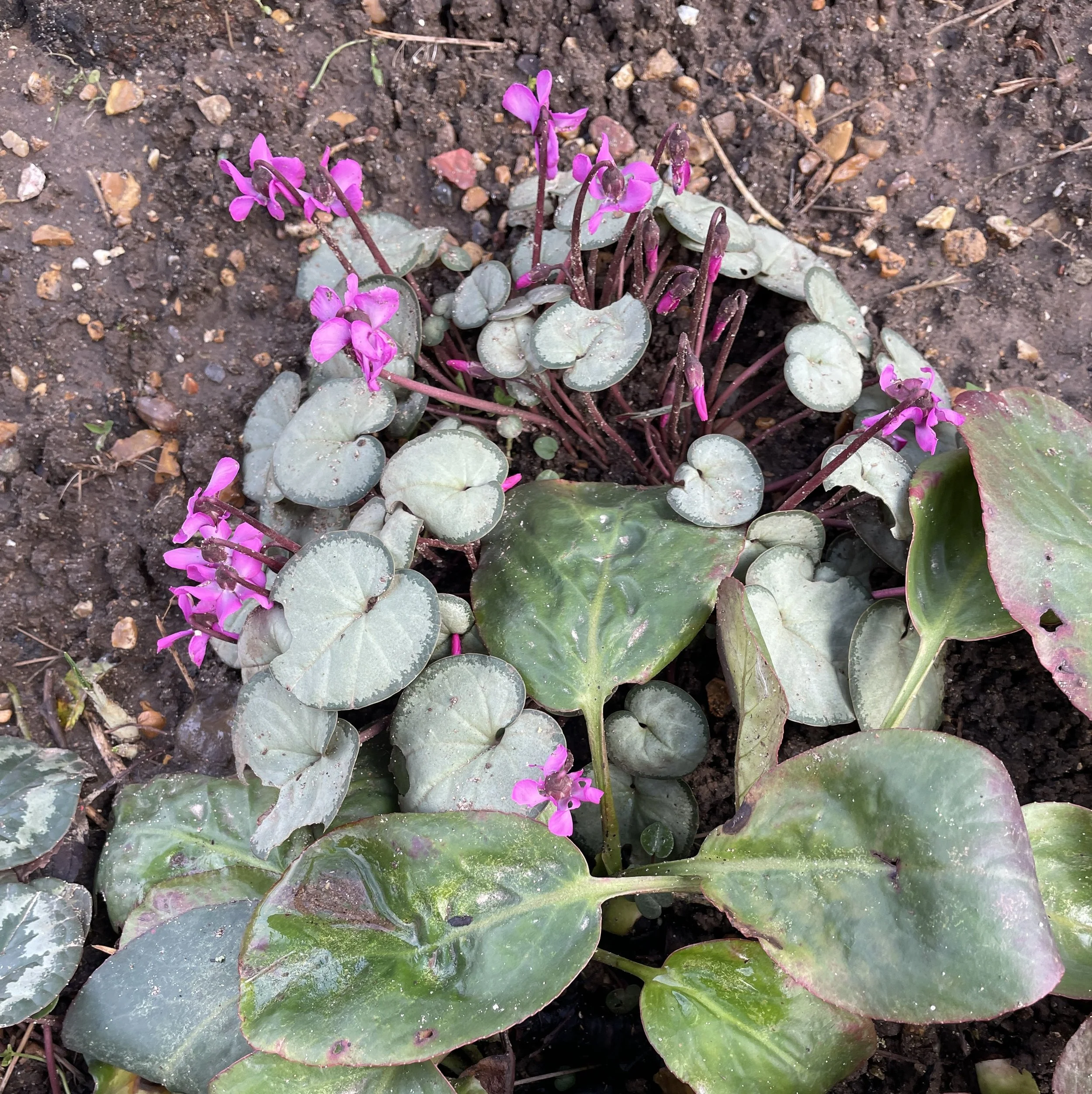 Cyclamen Coum. Lovely leaves, pretty flowers when not much else is flowering. 10 Jan 2026