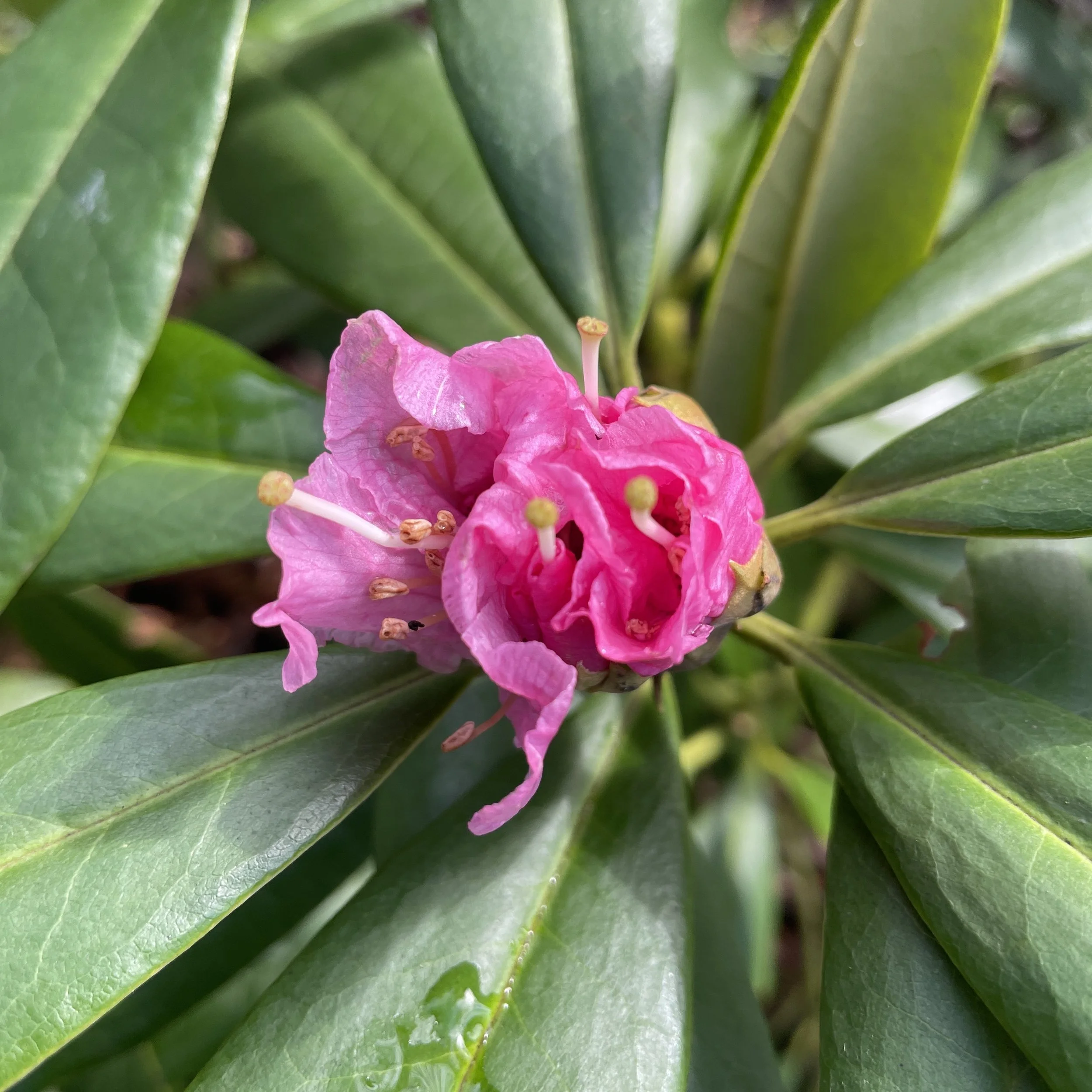 Rhodo in bud at Kenwood 17 Jan 2026
