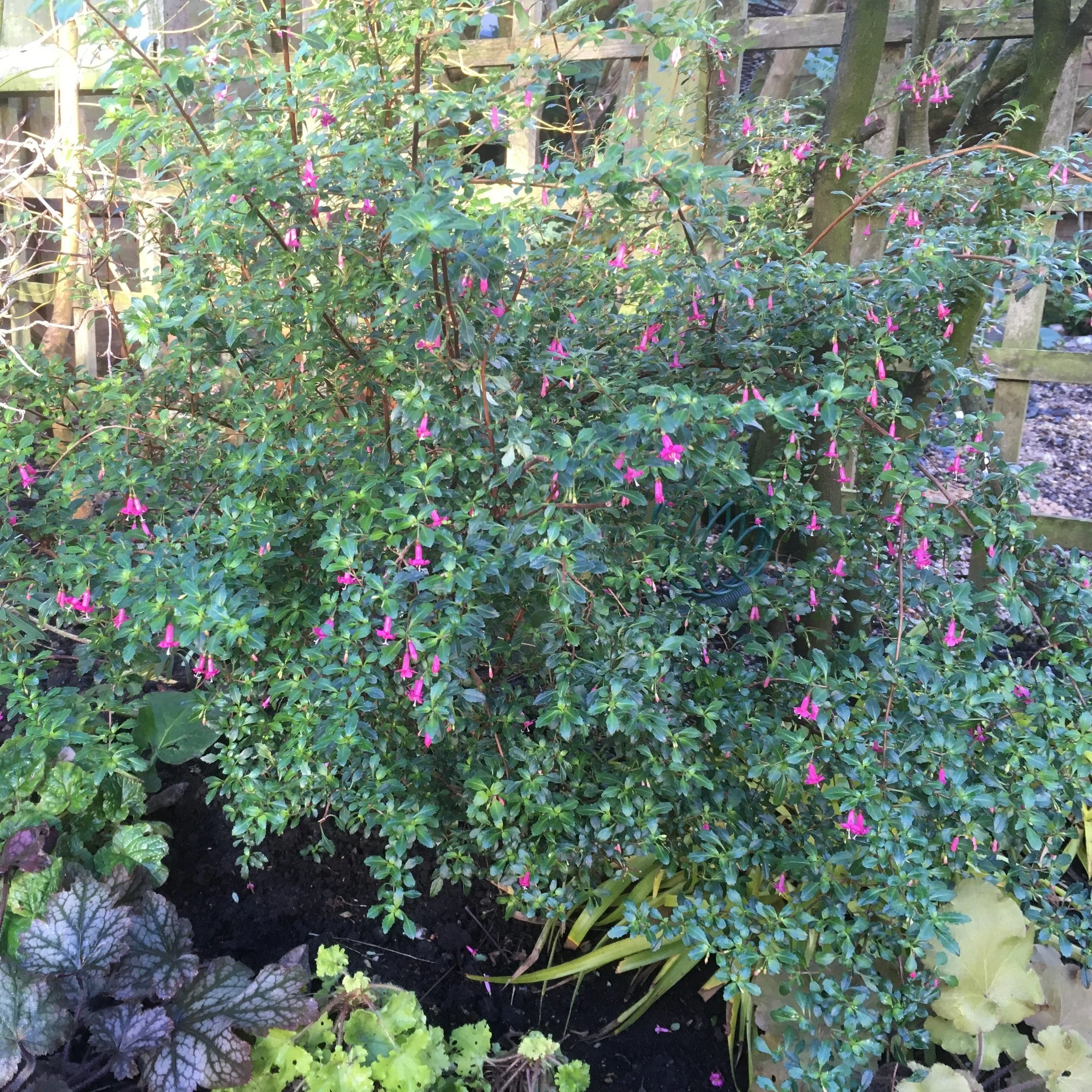 Miniature fuchsia thymifolia is an amazing small shrub. It grows in the deepest shade, in rich, well drained but dry soil and flowers for months. Easy to take cuttings, quick to grow.  And it's hardy here in London. 01 December 2025
