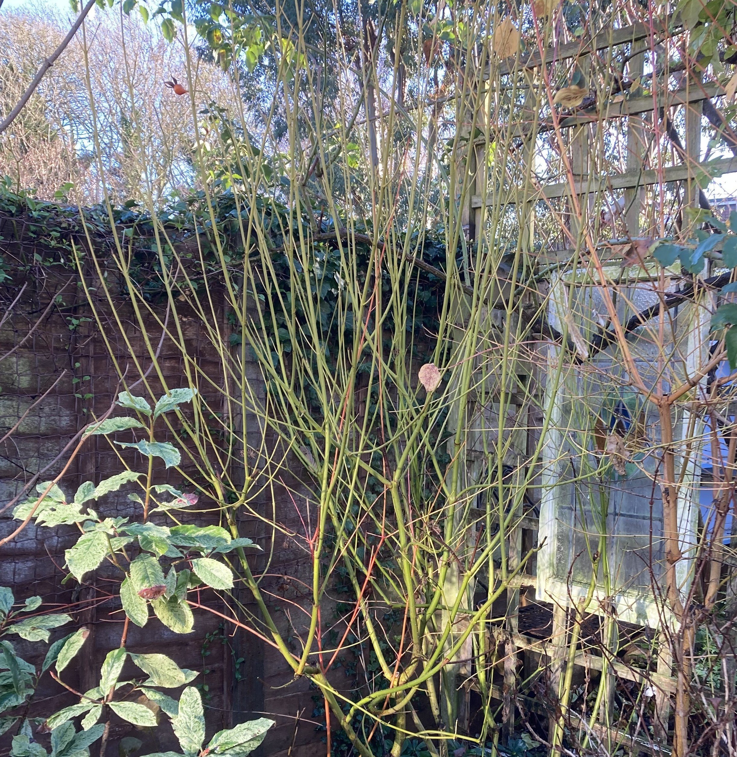 For most of the year the dogwoods provide a green background in the border until the winter garden is pared back and their coloured stems shine. Cornus sericea 'Flaviramea' has chartreuse stems.  23 Dec 2025