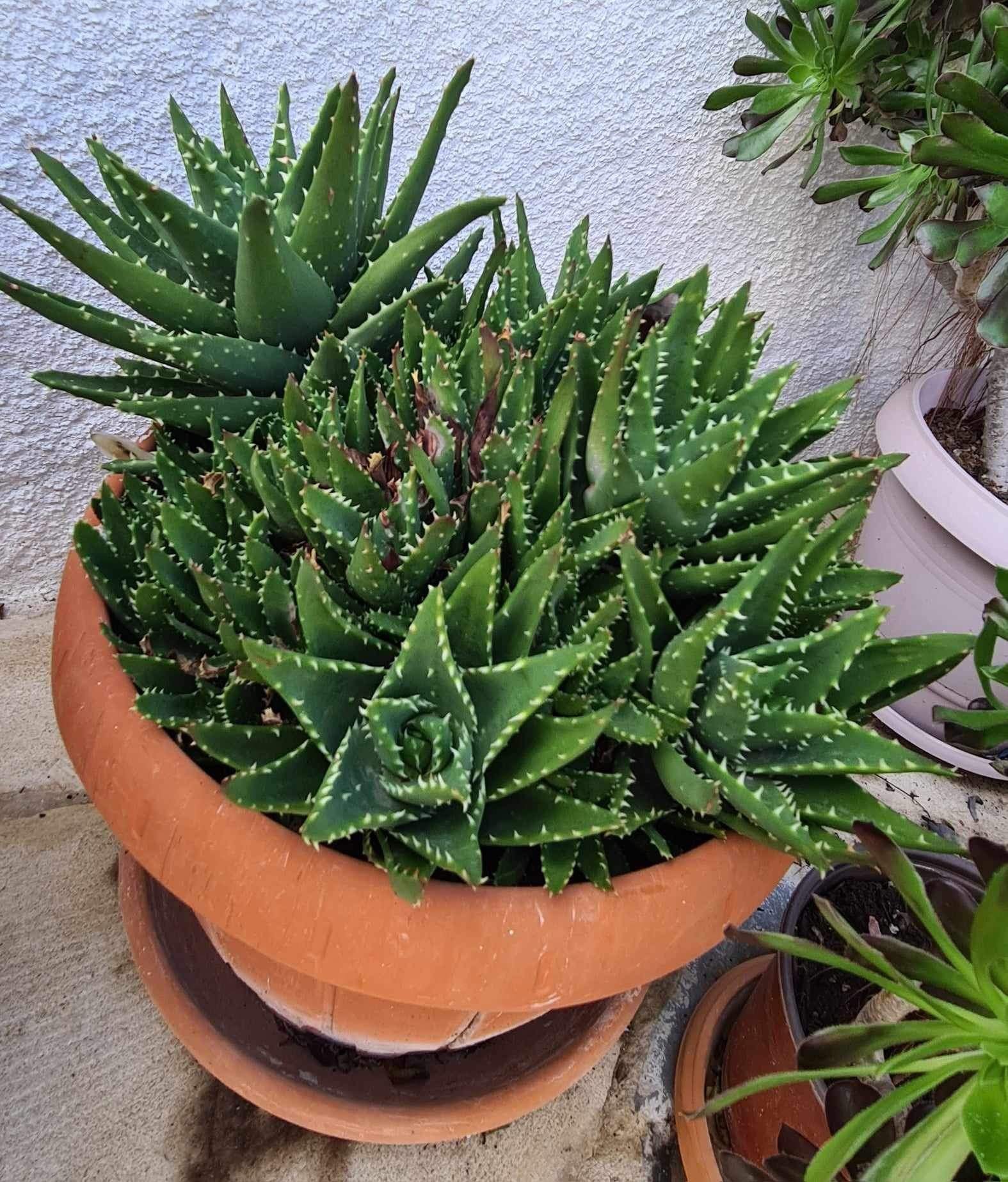 Naomi in Cyprus (9).JPG