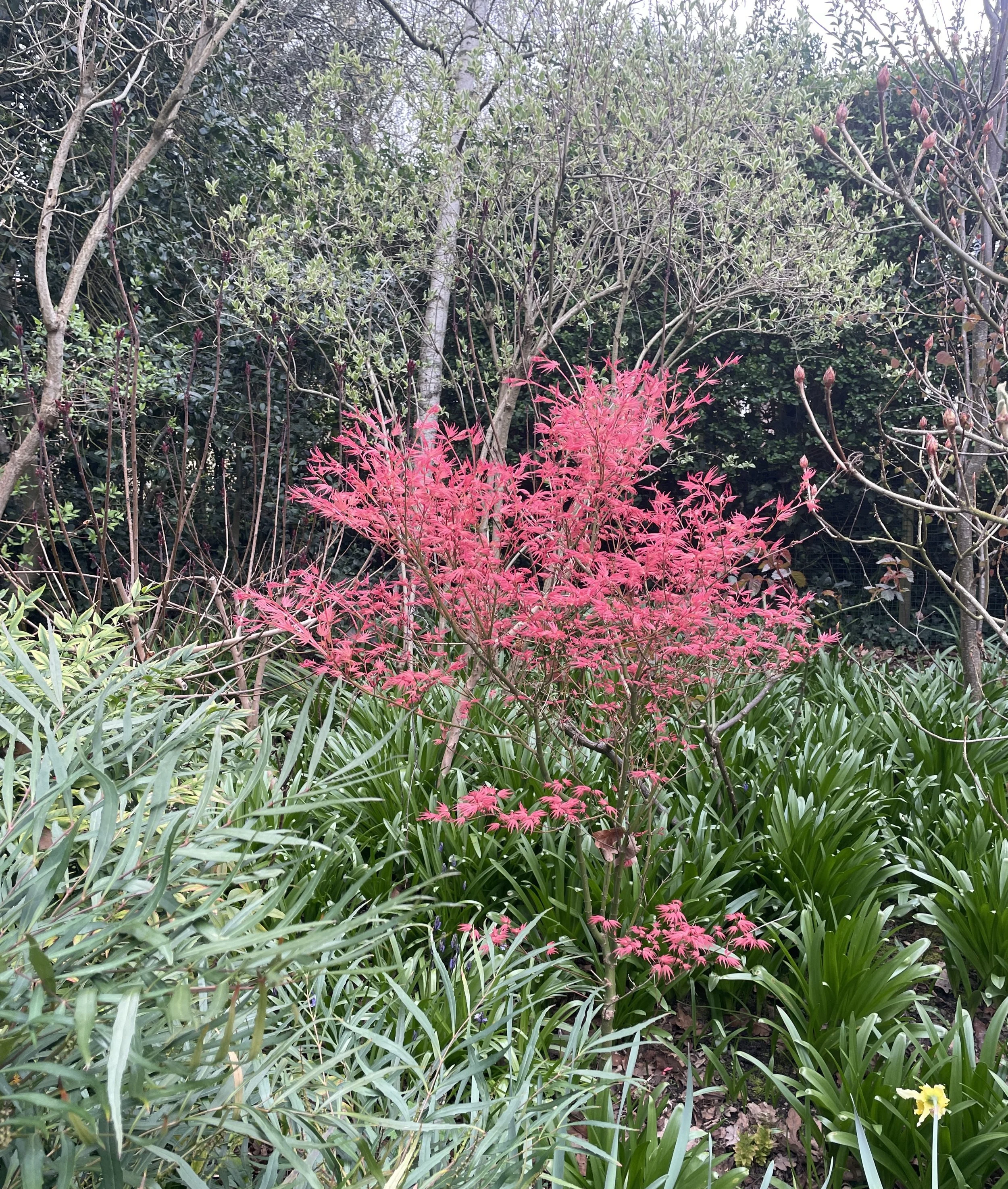 Week ending 29 March 2026. The new rosy foliage on this acer amongst all the greenery really sings! Penny & Paul's garden