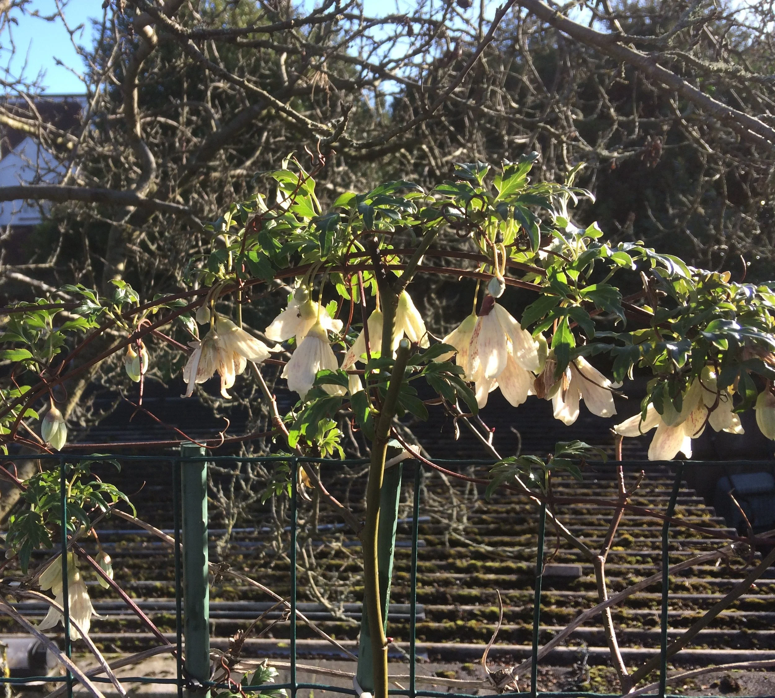 Clematis cirrhosa var. balearica or the fern leaved clematis, is a scrambling, prolific, winter flowering climber