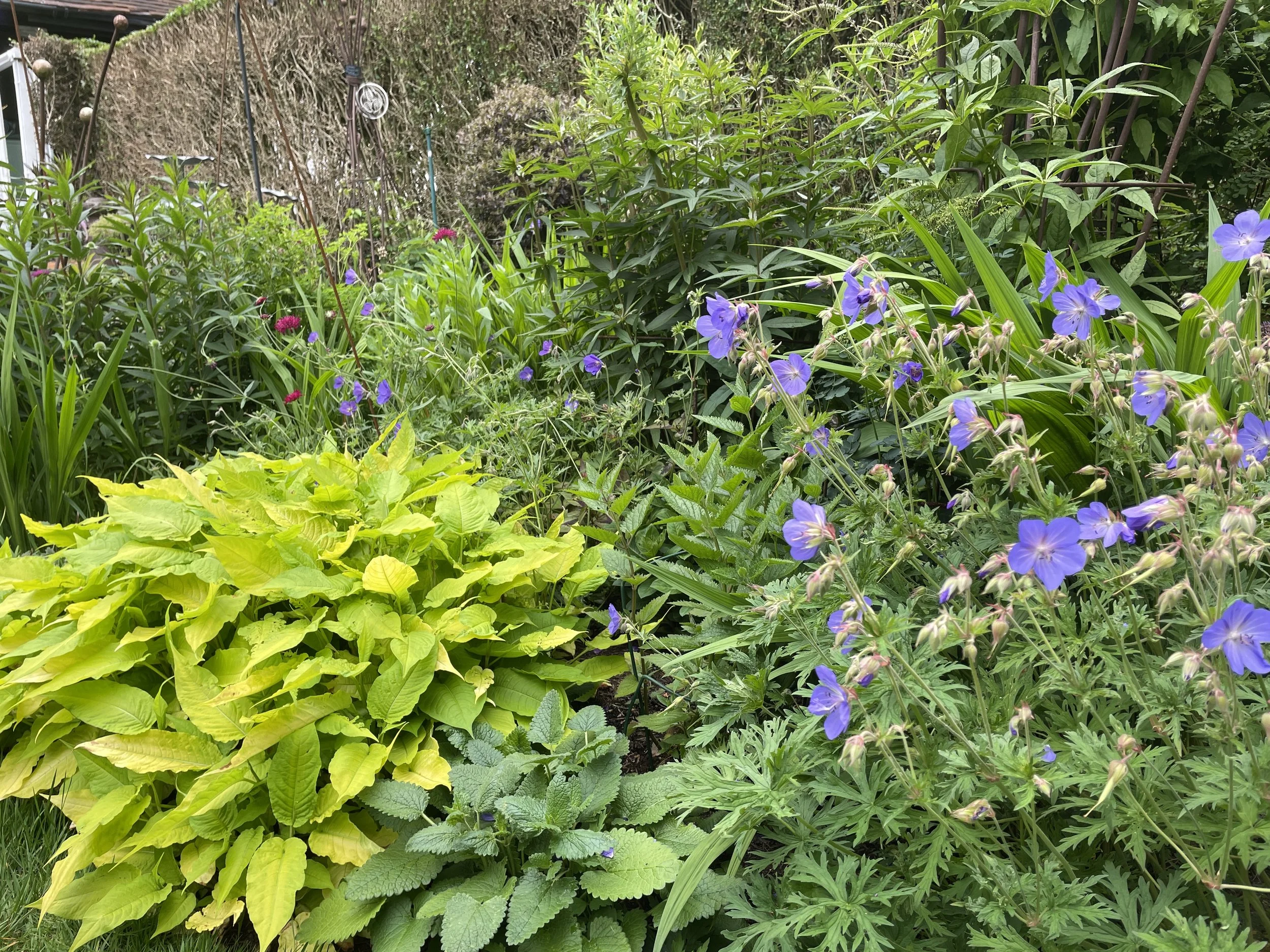 Week ending 7 June. Can't get enough of this chartreuse yellow, here with perfect pale blue geranium as complement 