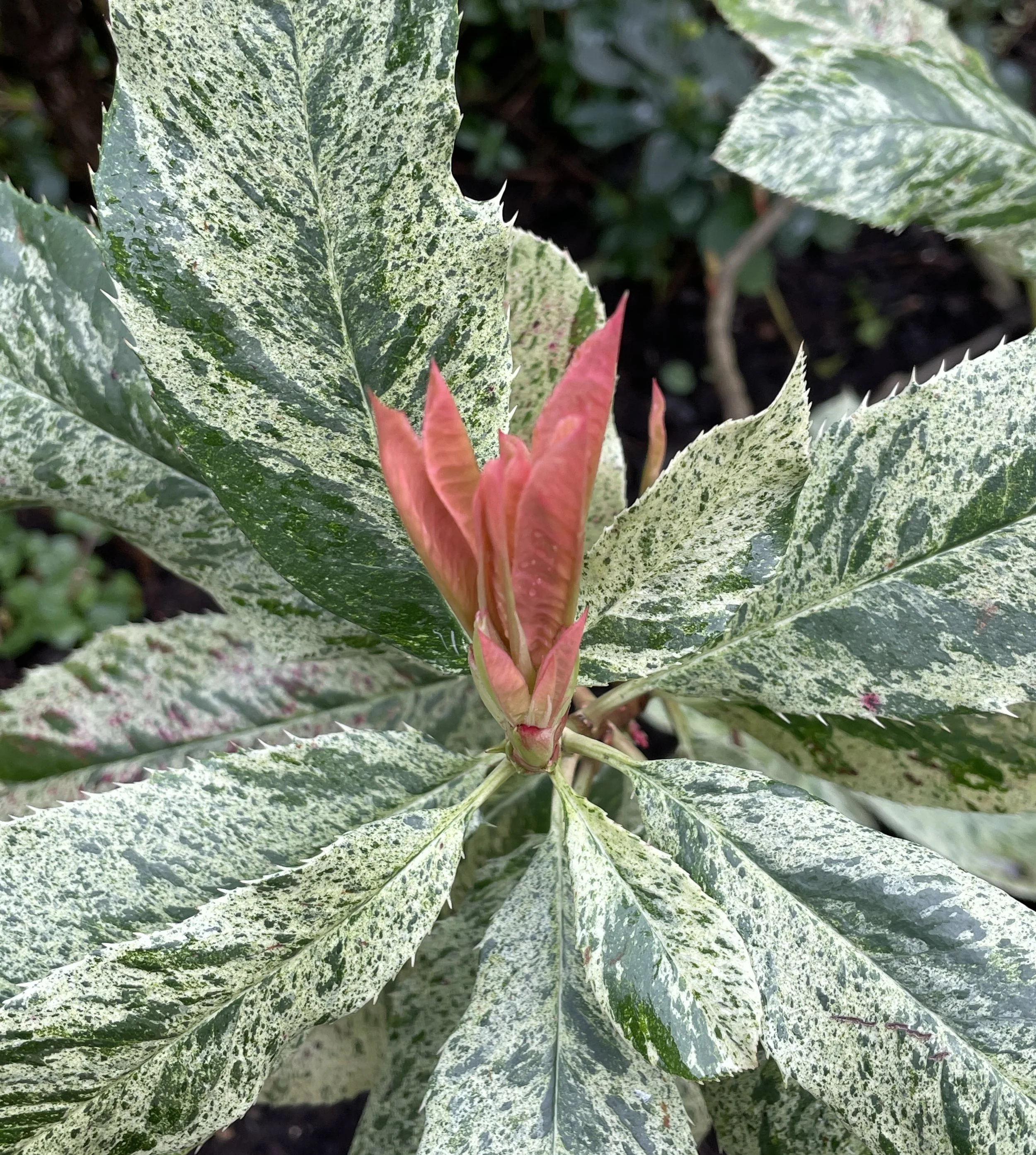 Bit of a Marmite plant, this! Photinia Pink Marble. I just love the bright new pink shoots. FIne in shade or sunshine. No fuss. 8 Feb 2026 