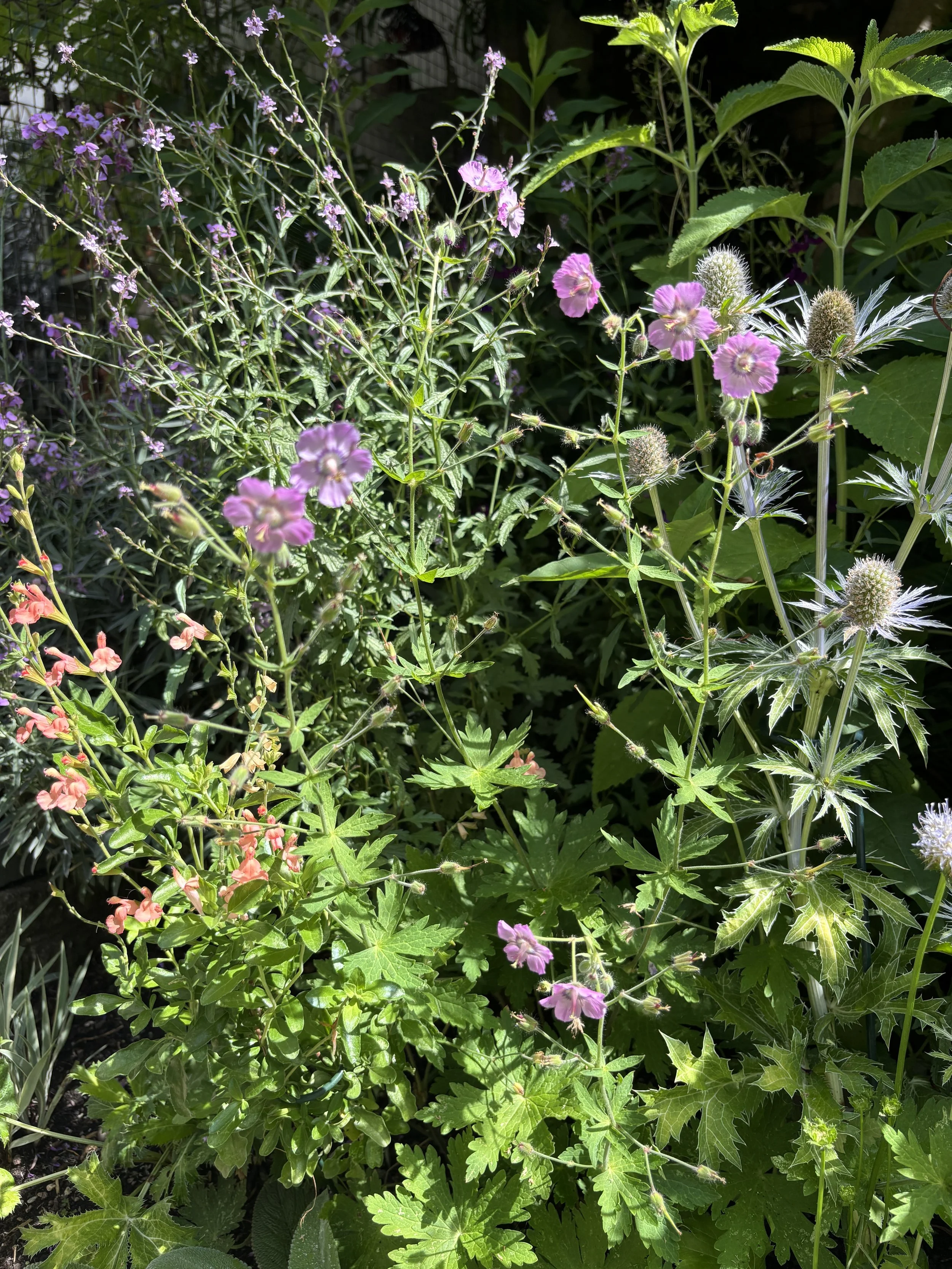 Week ending 28 June 2026. I'm going all meadowy!