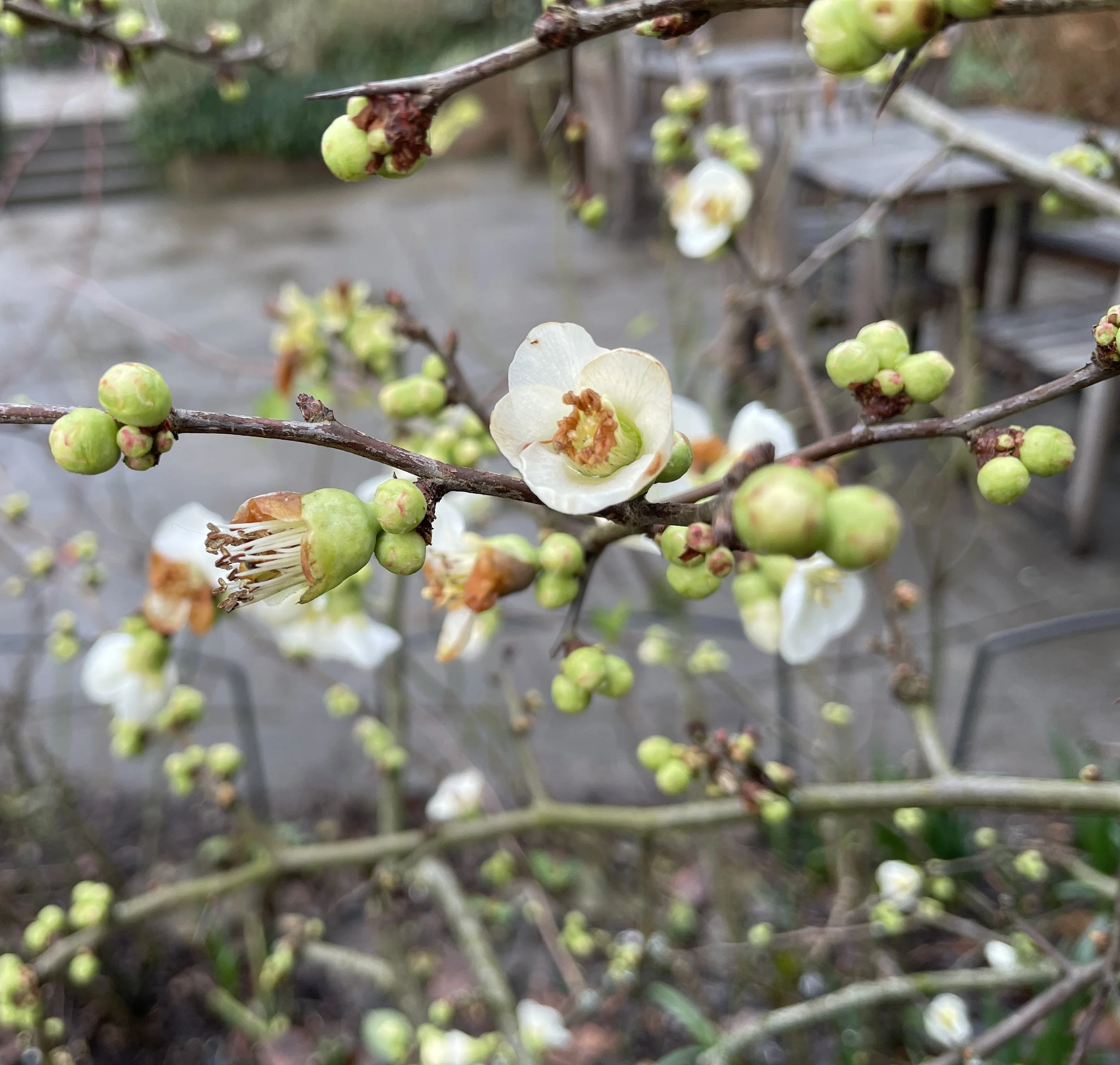 Chaenomeles or ornamental quince at Kenwood. Usually reds and pinks, don't often se a white one.26 Jan 2026