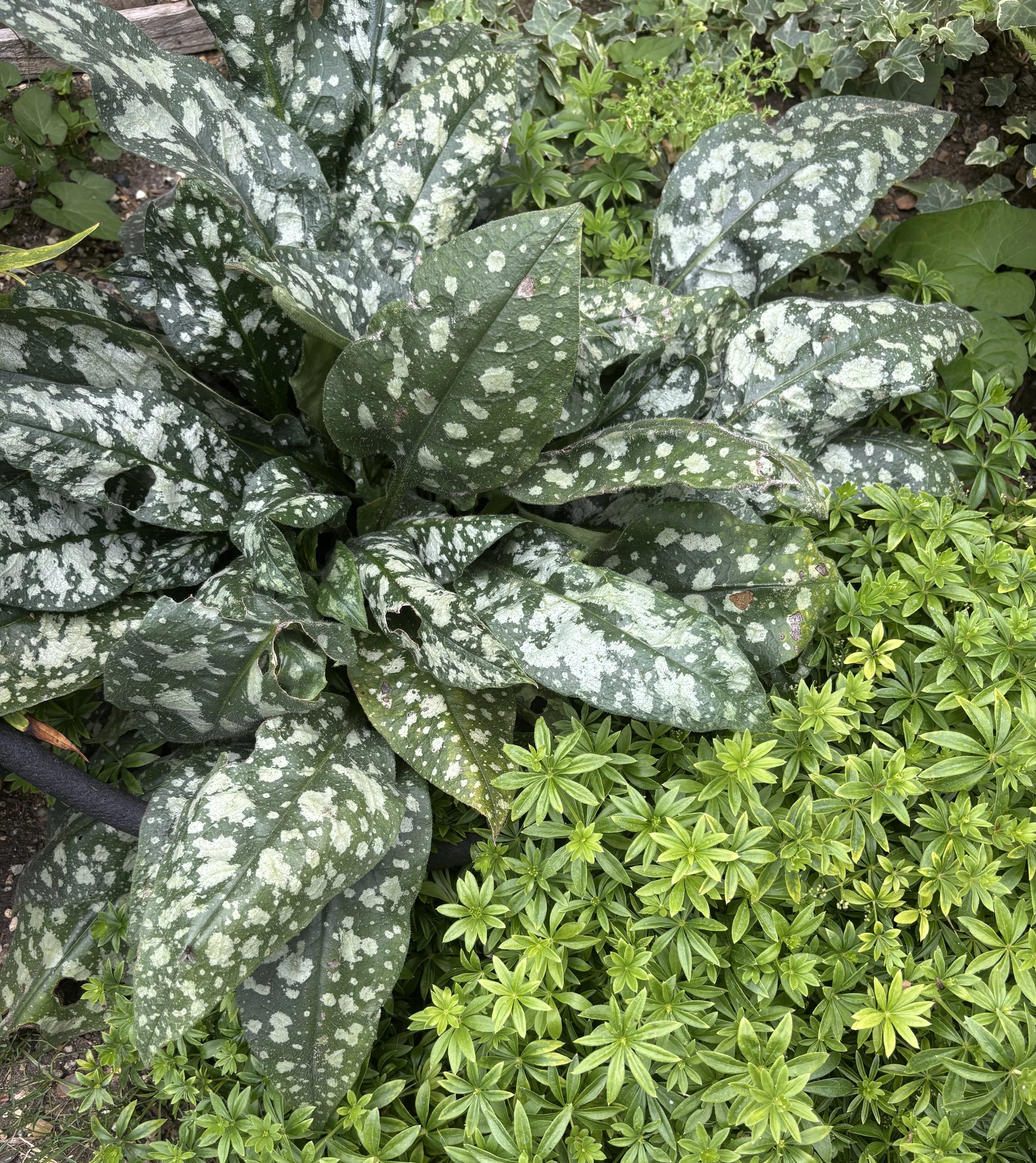 Week ending 2 Aug. Flowers are so ephemeral but foliage lasts all season long and knits together all the colours in the border. See here the different leaf shapes, colours and textures. Magic! 