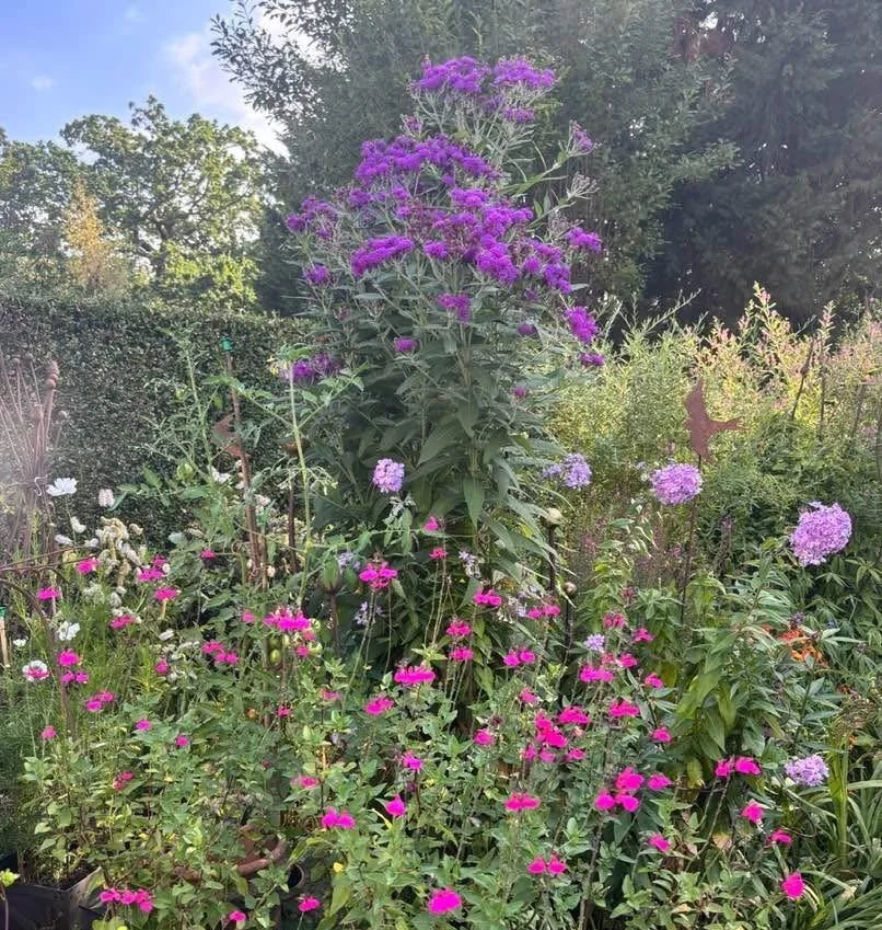 Week ending 30 August. All the lilacs and pinks in Yvonne's garden, so rich! Purple vernonia crinita is a must!