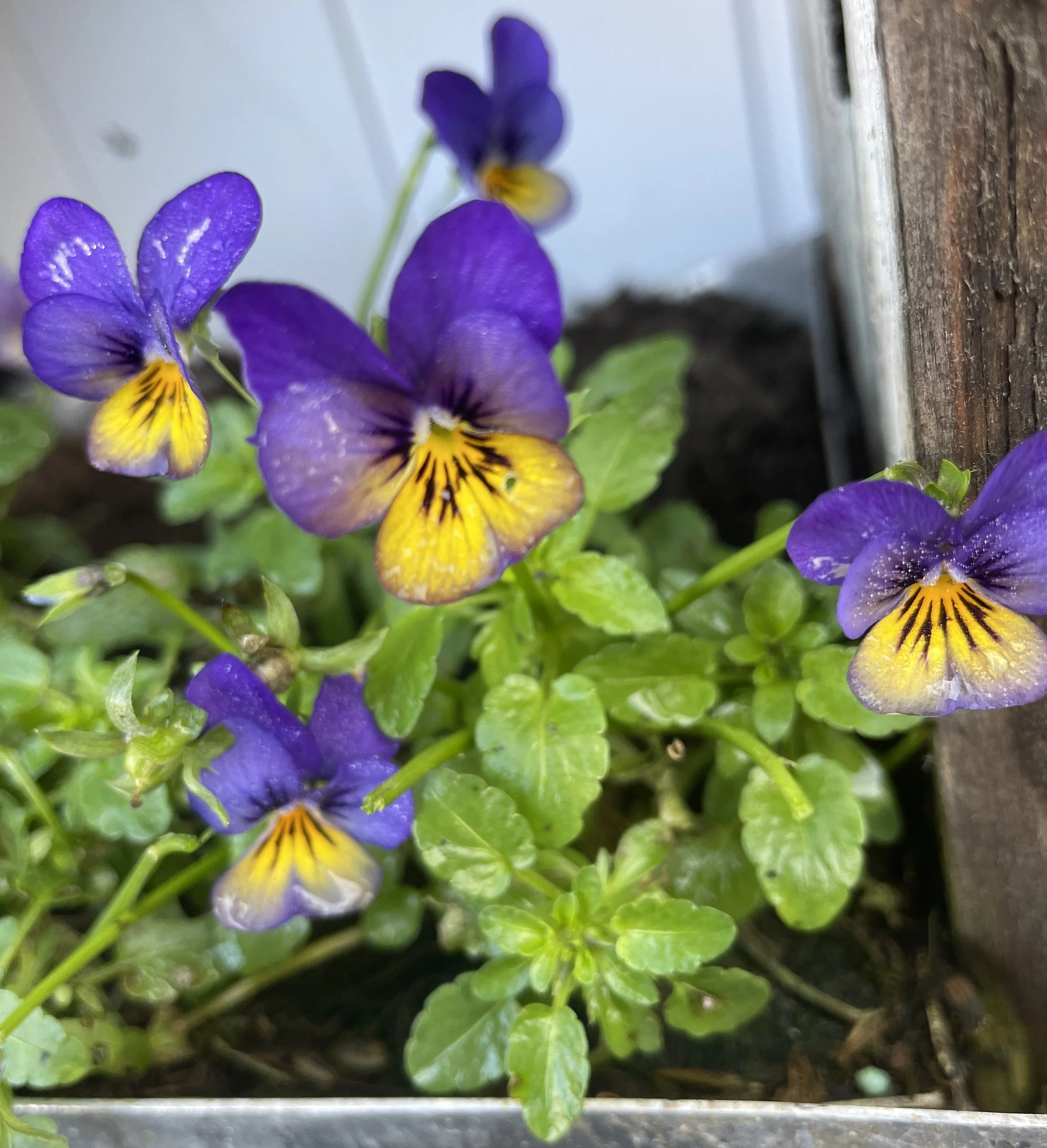Lovely little Golden Blue viola is a firm favourite. 28 Jan 2026
