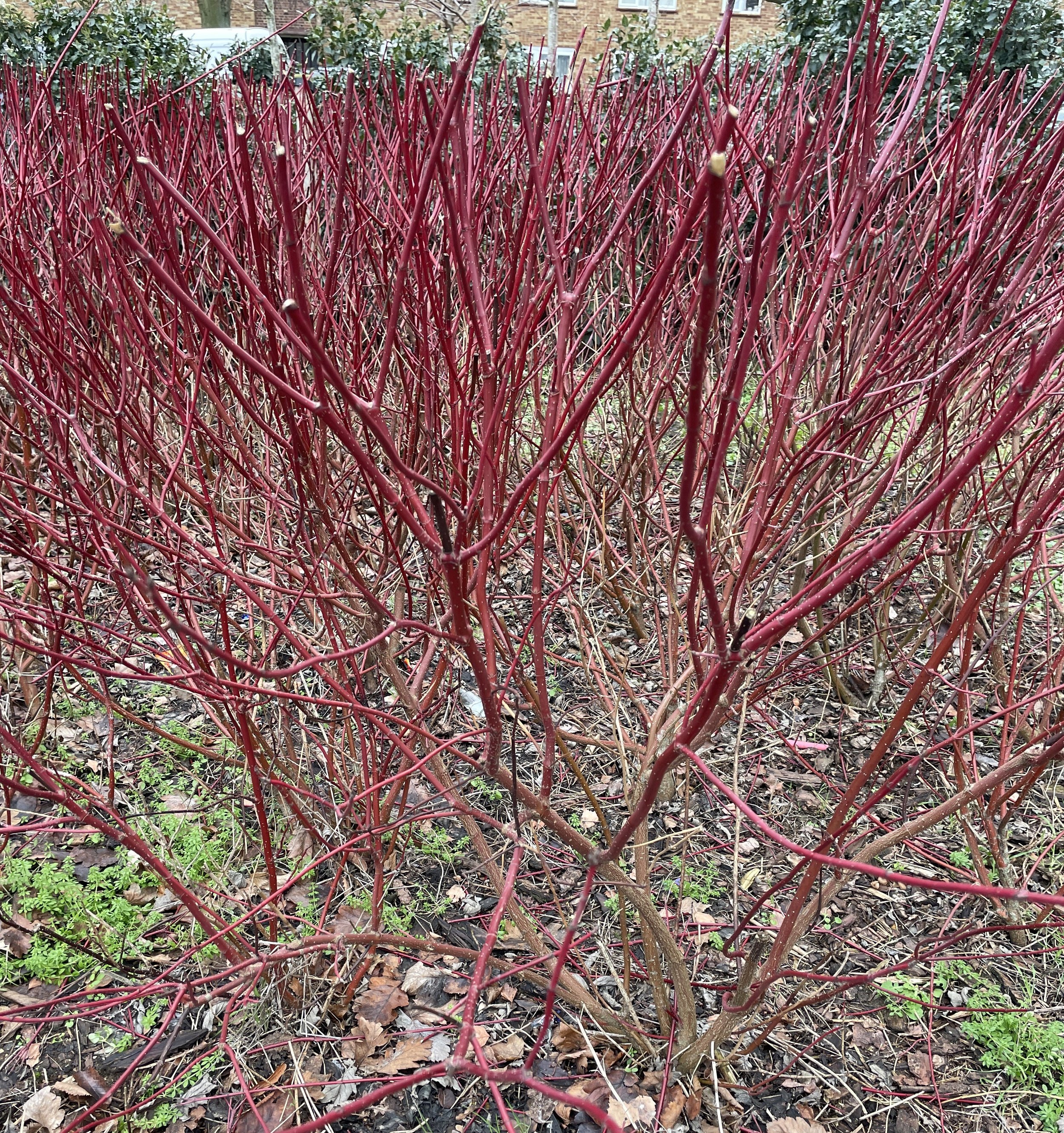 Cornus alba sibirica makes a wonderful hedge when planted en masse, wish it was used more in municipal gardens.12 Jan 2026