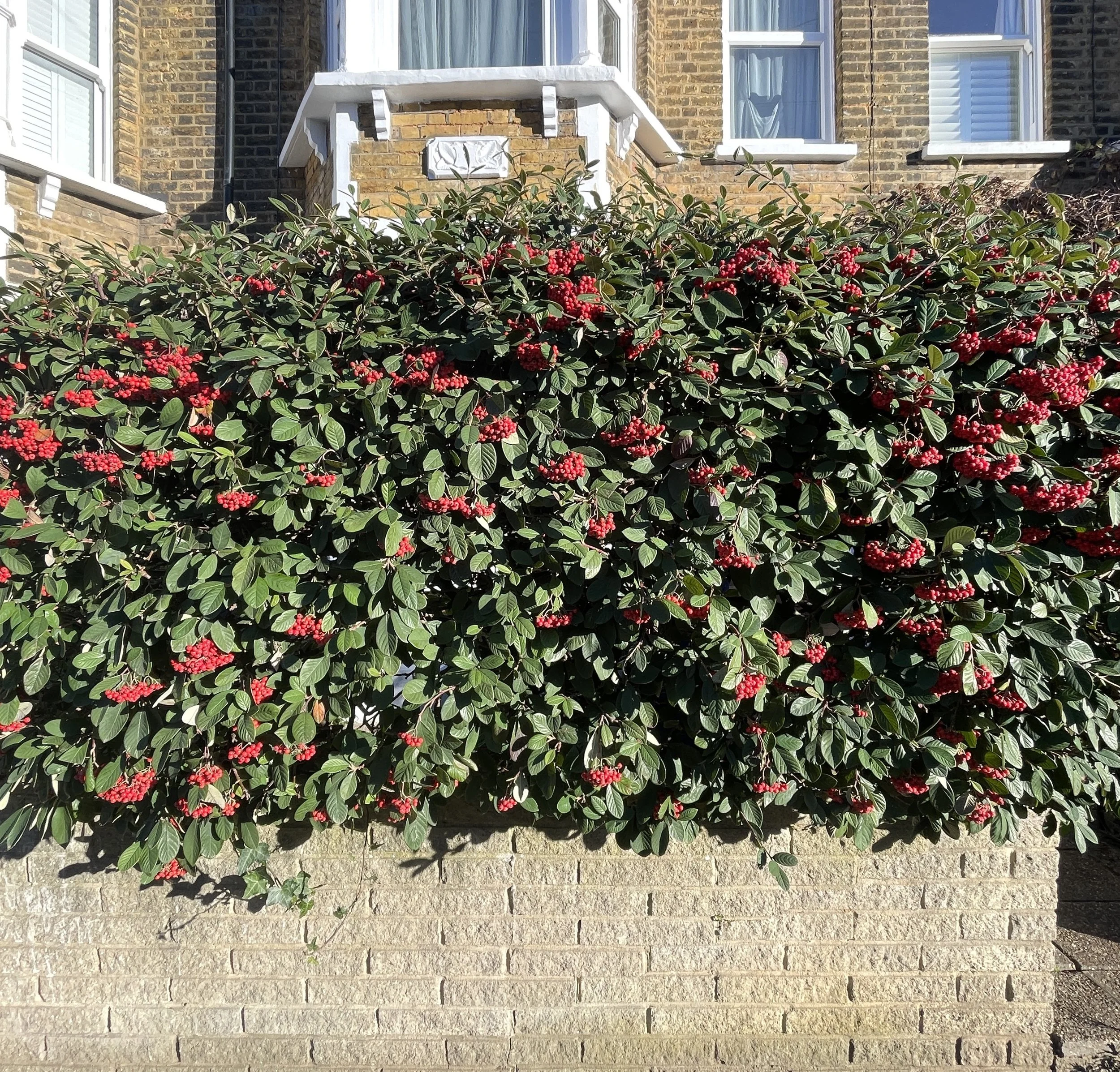 Cotoneaster Cornubia, a great evergreen hedging shrub with a profusion of berries. 09 Jan 2026